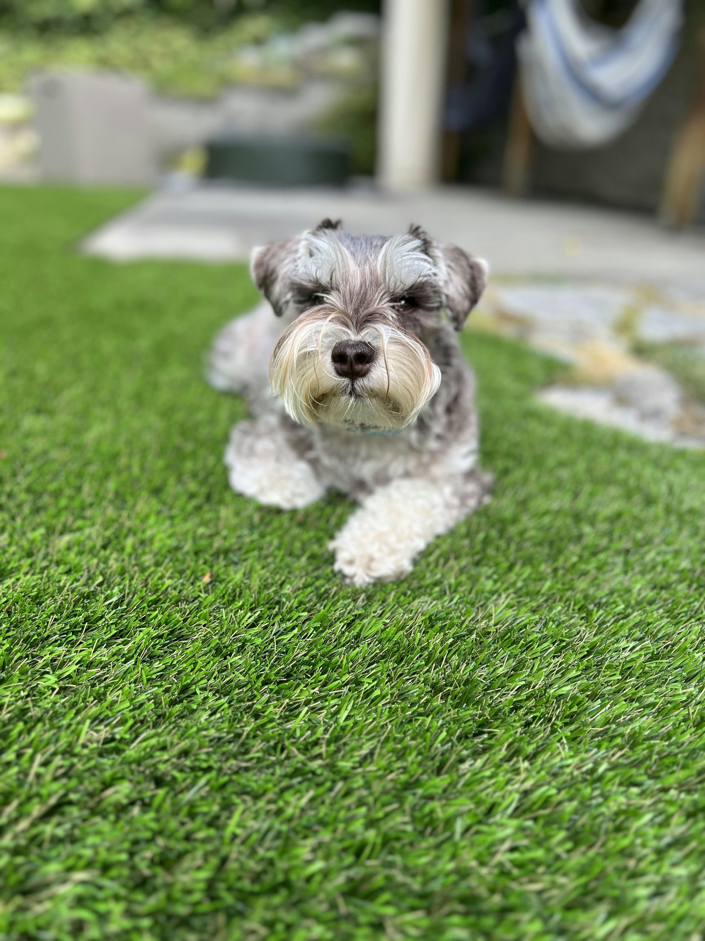 Jay's Dog Churro