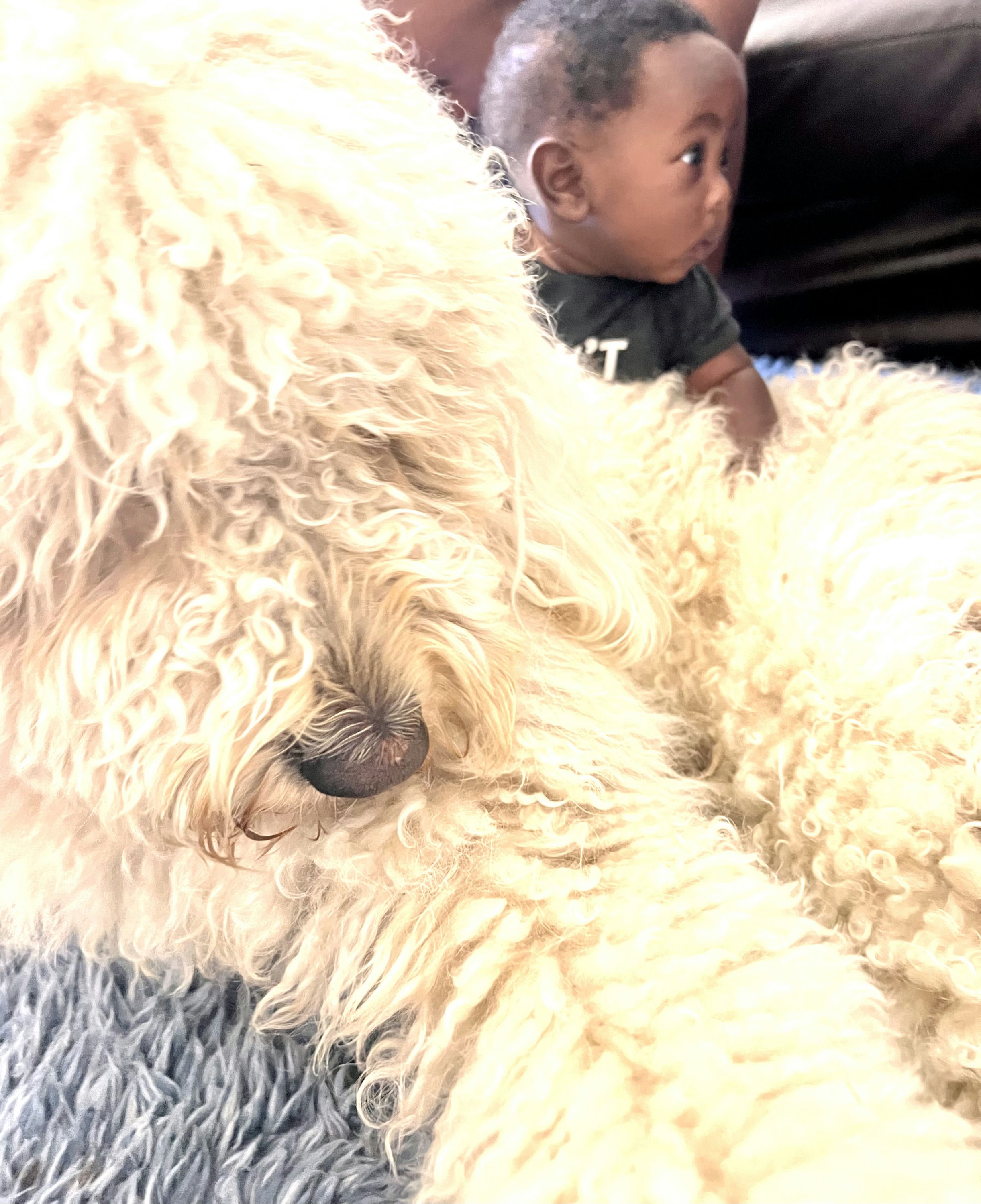 Chiyedza's Dog Bonzo