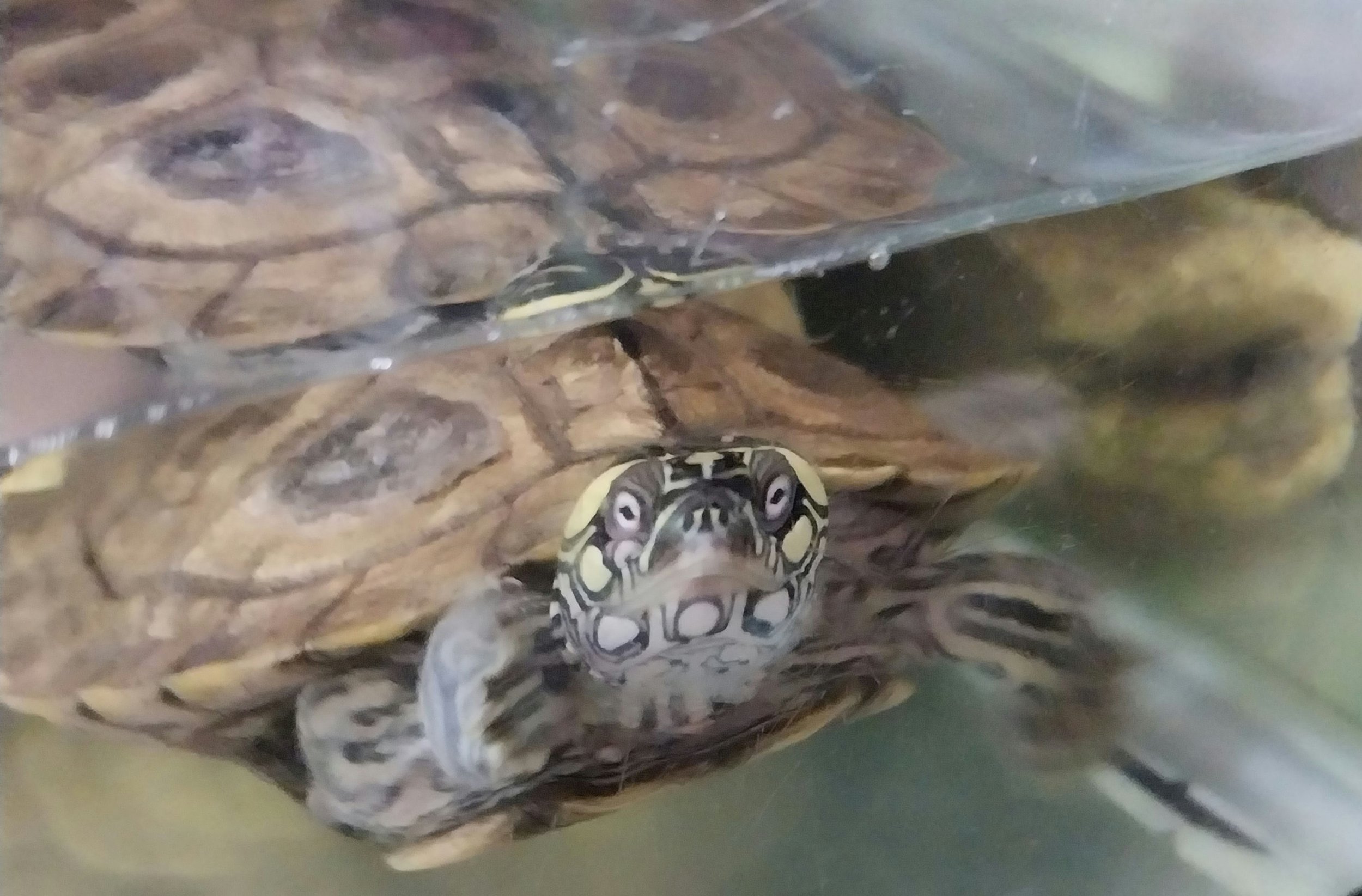 Janiyah's Turtle Mister Ninja