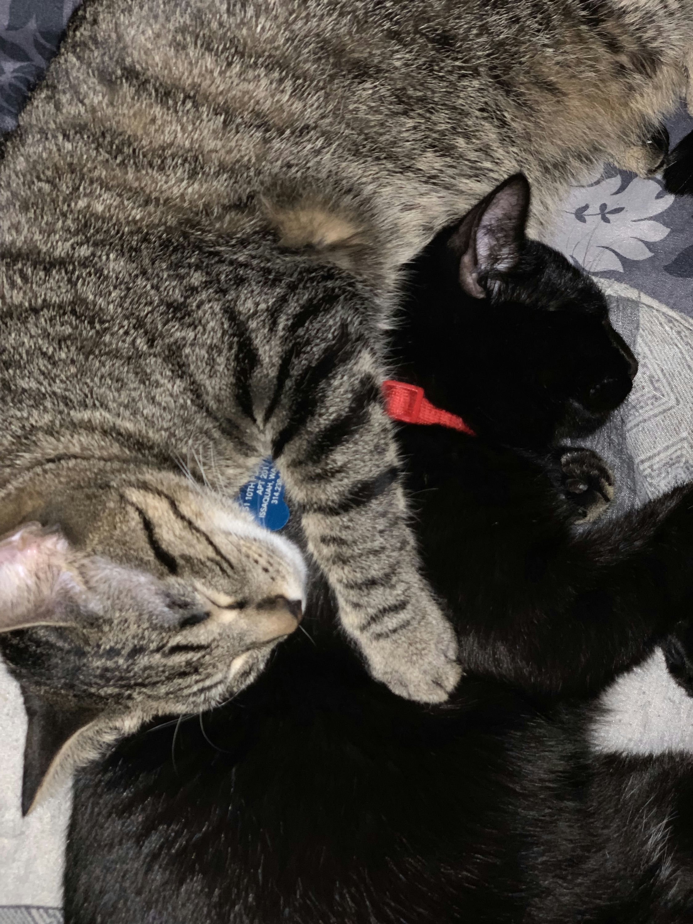 Aiden's Cats Yoshi and Kong