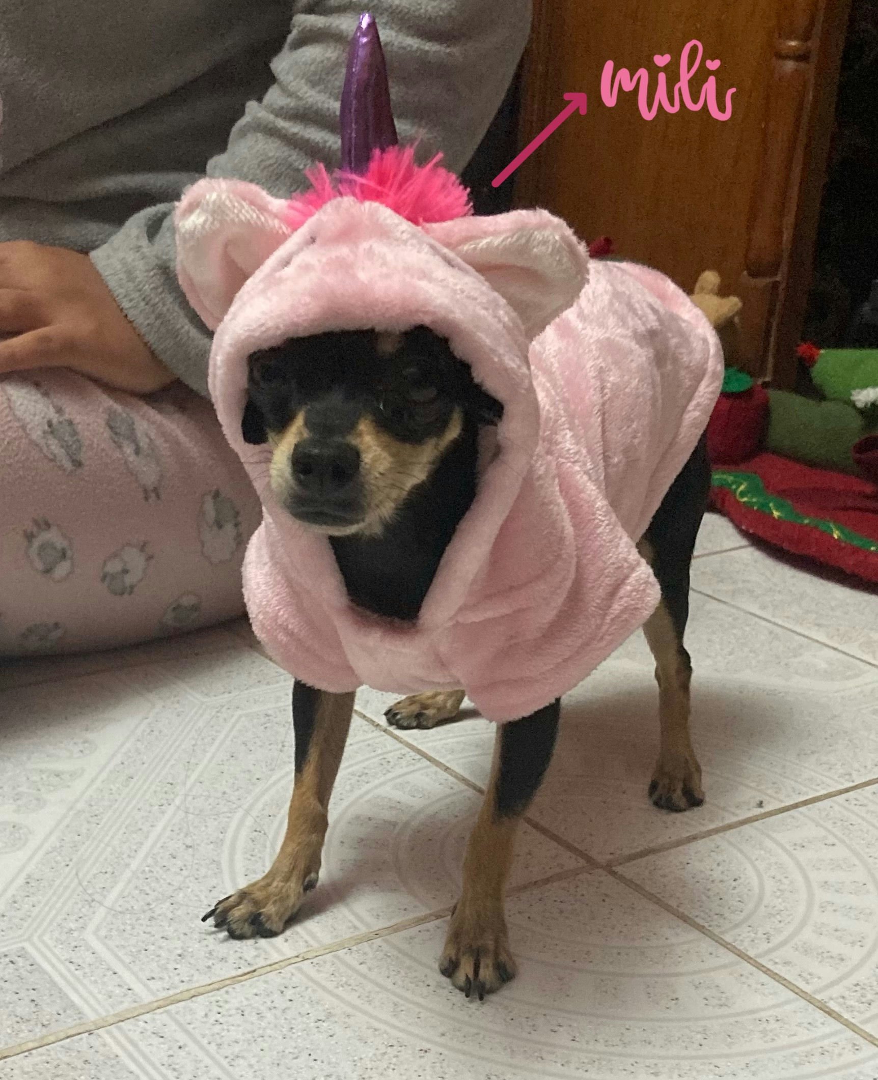 Itzeel's Dog Milli