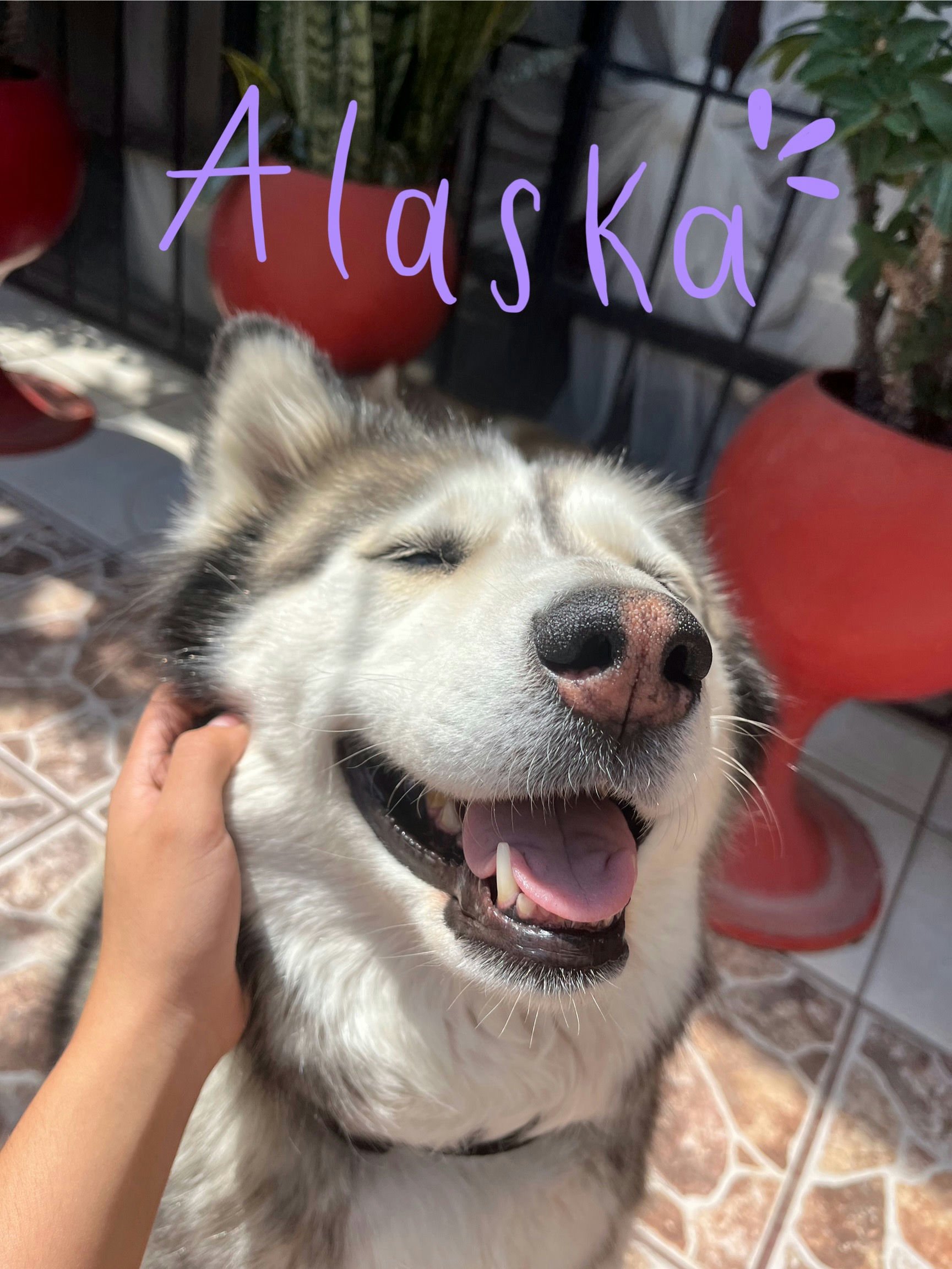 Itzeel's Dog Alaska