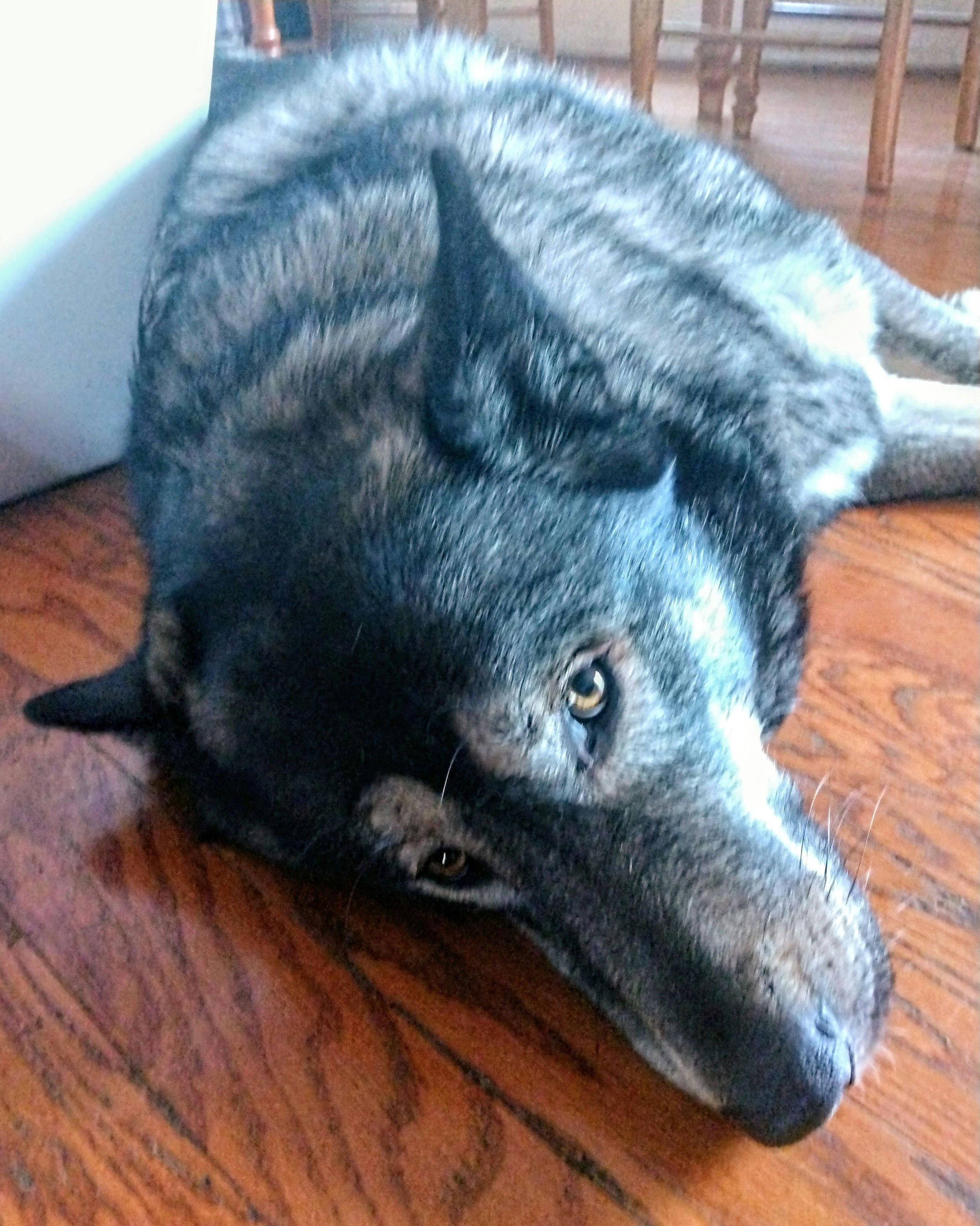 Preeyanne's Dog Legoshi