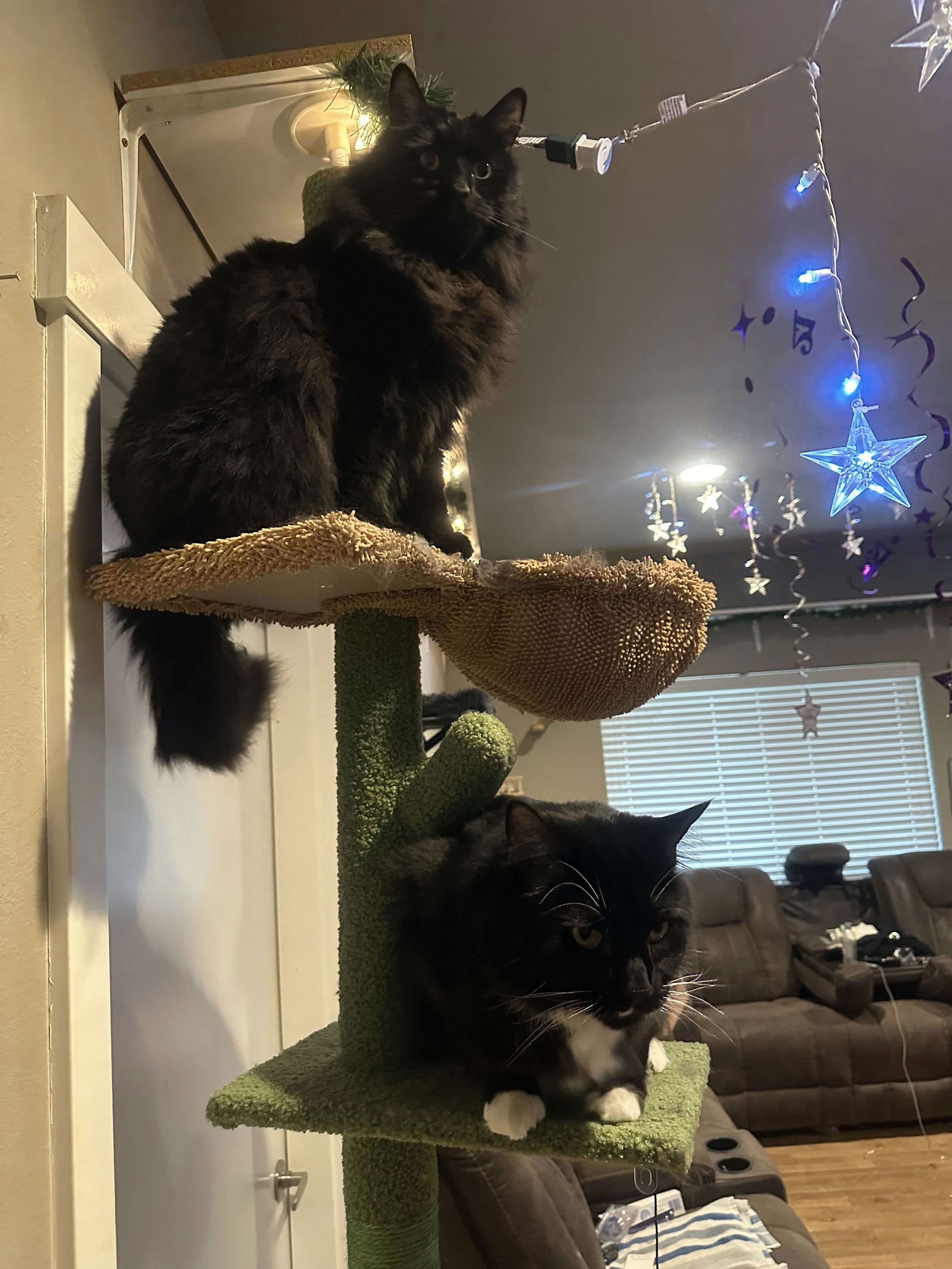 McKenzie's Cat Ratchet and Stormy