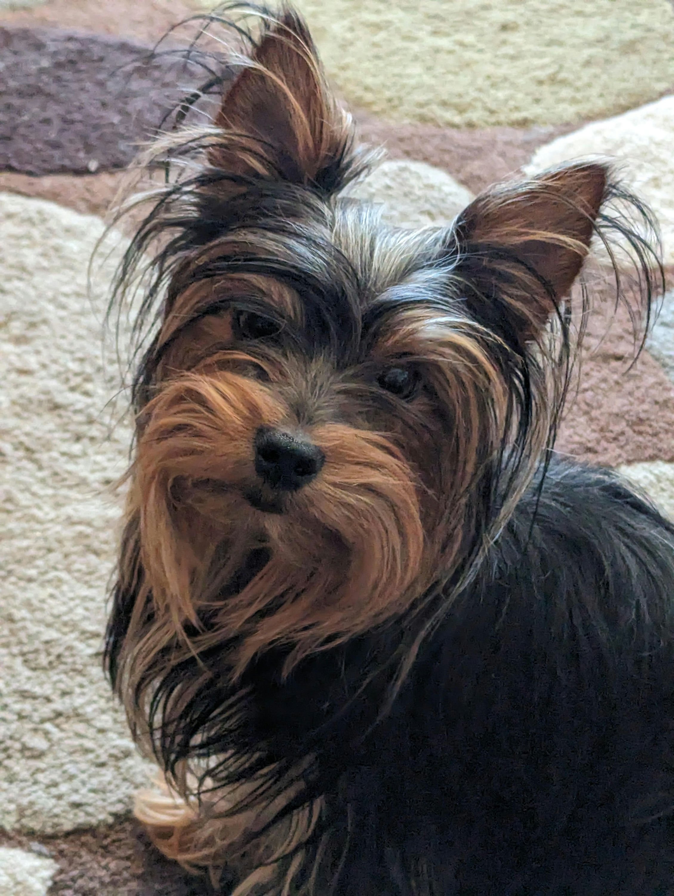 Elora's Dog Reya