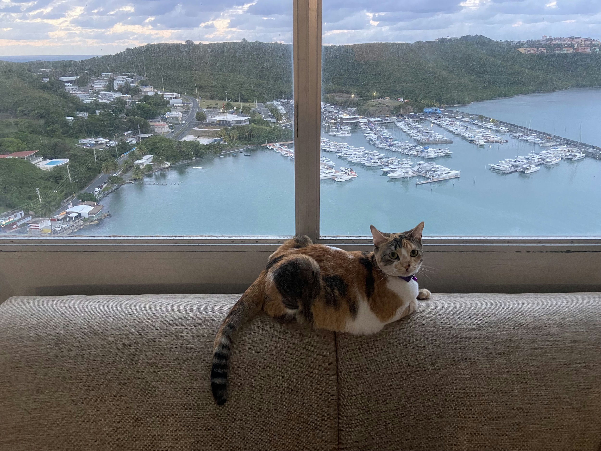 Amemuya's Cat Cali