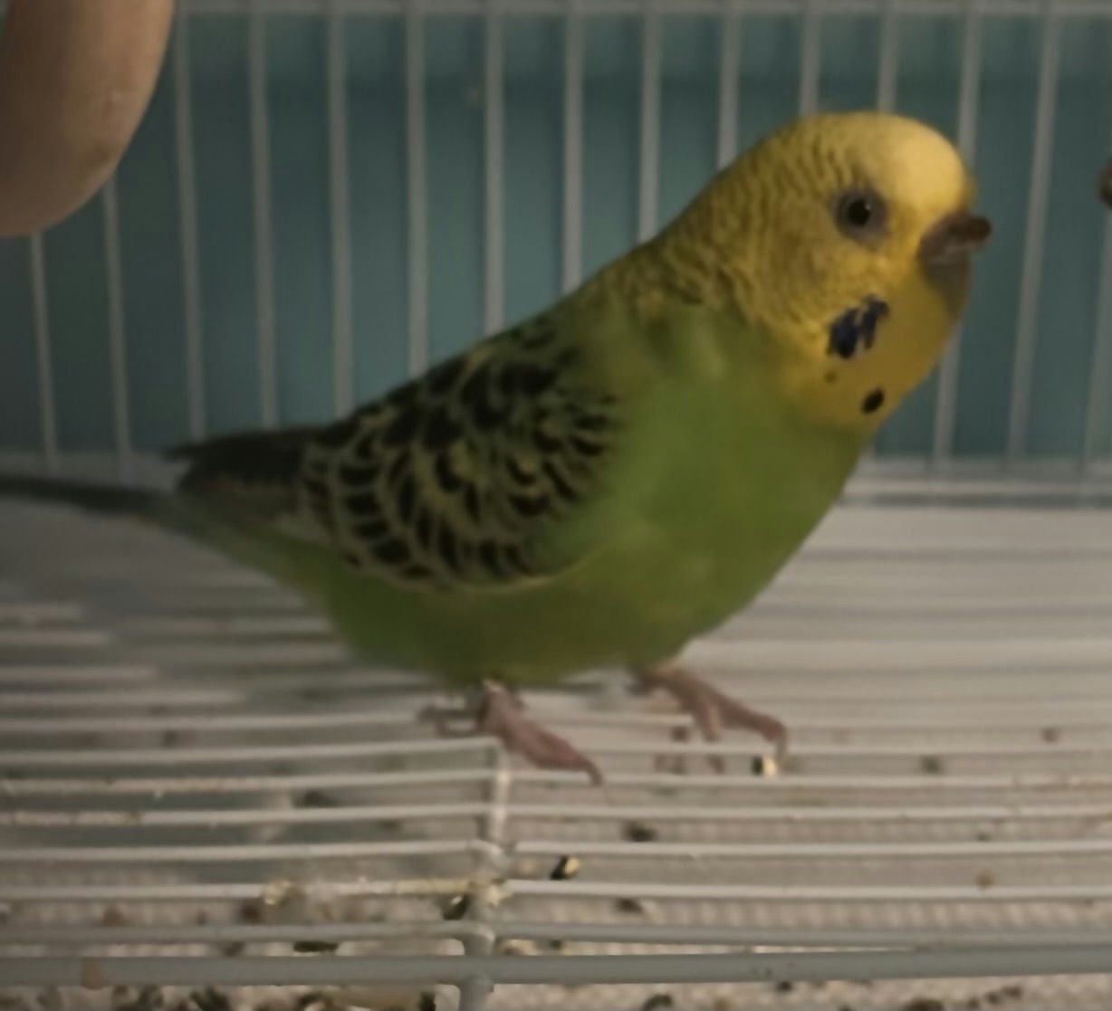 Zoe's Bird Wasabi
