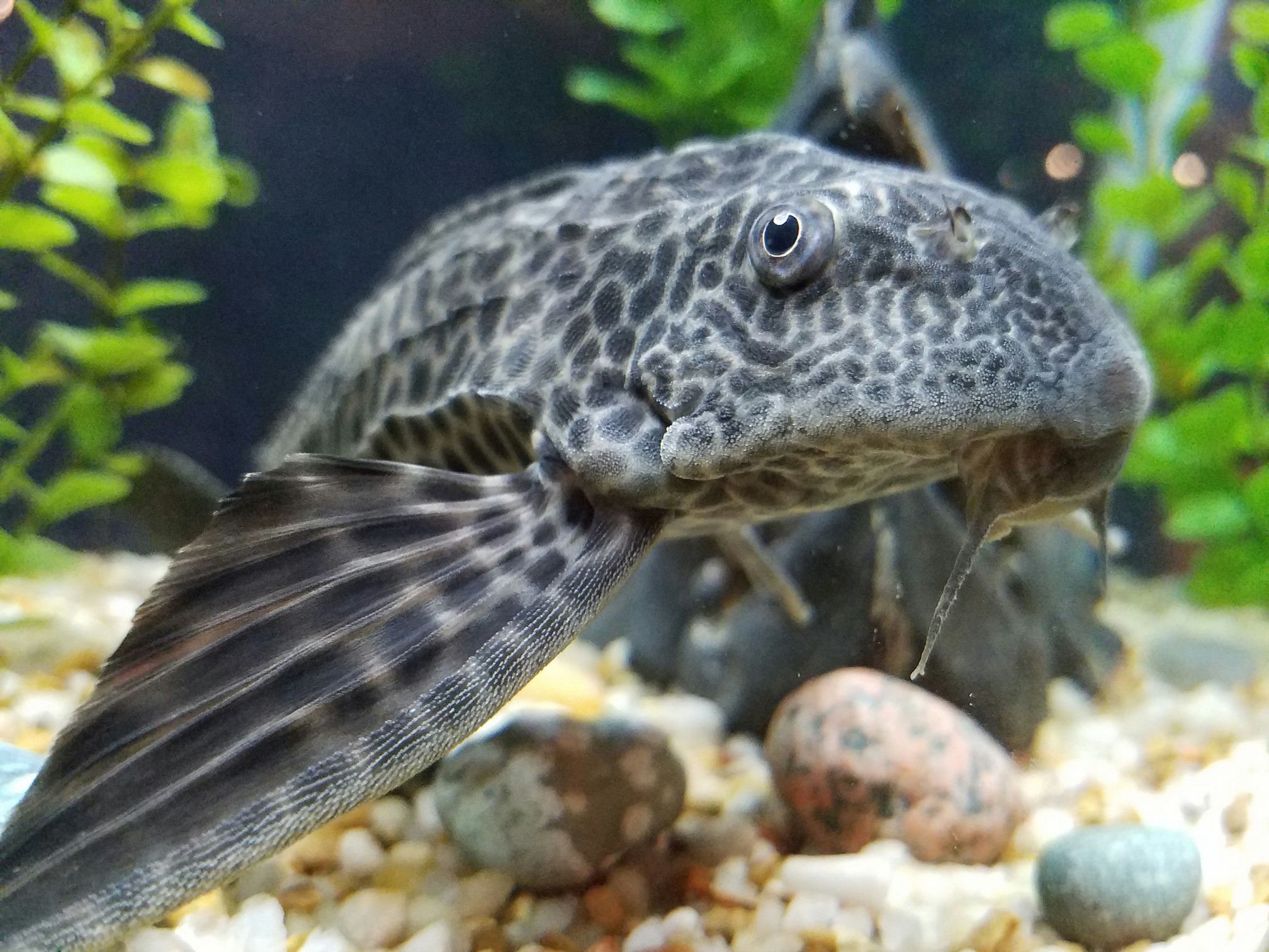 Lenora's Fish Shy Guy