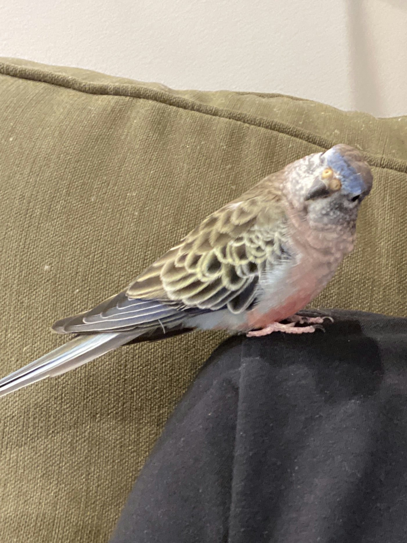 Anna's Bird Onie