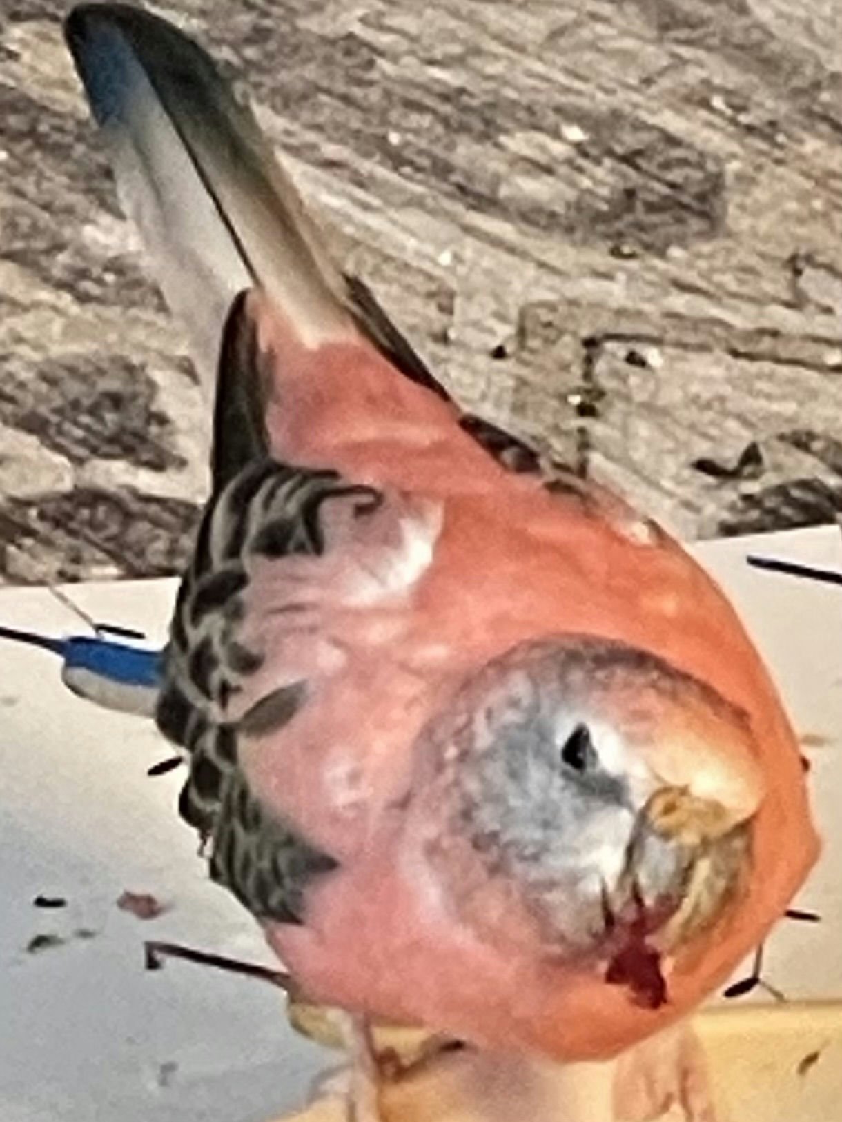 Anna's Bird Indy