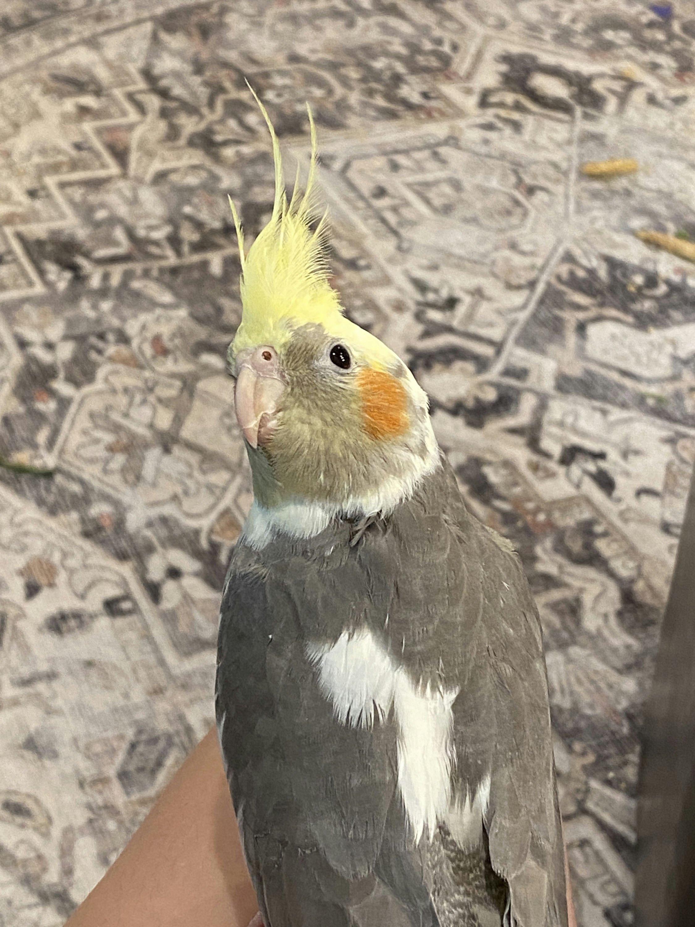 Anna's Bird Indy