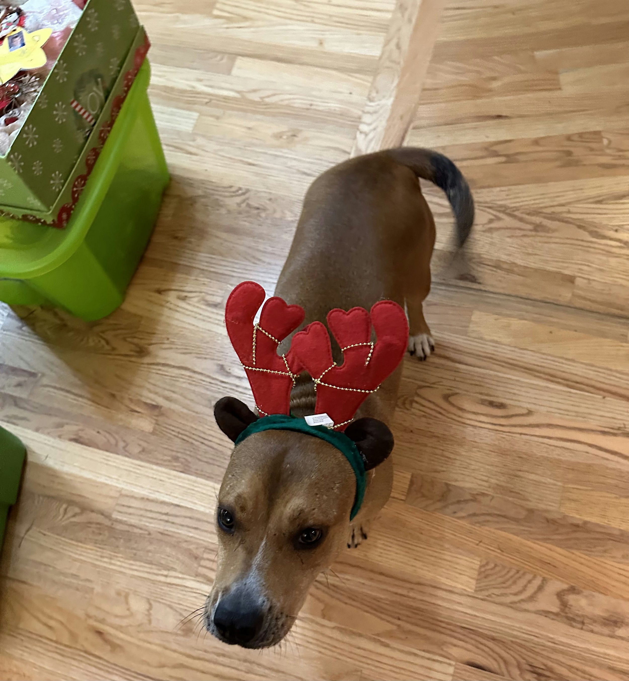 KK's Dog Bella