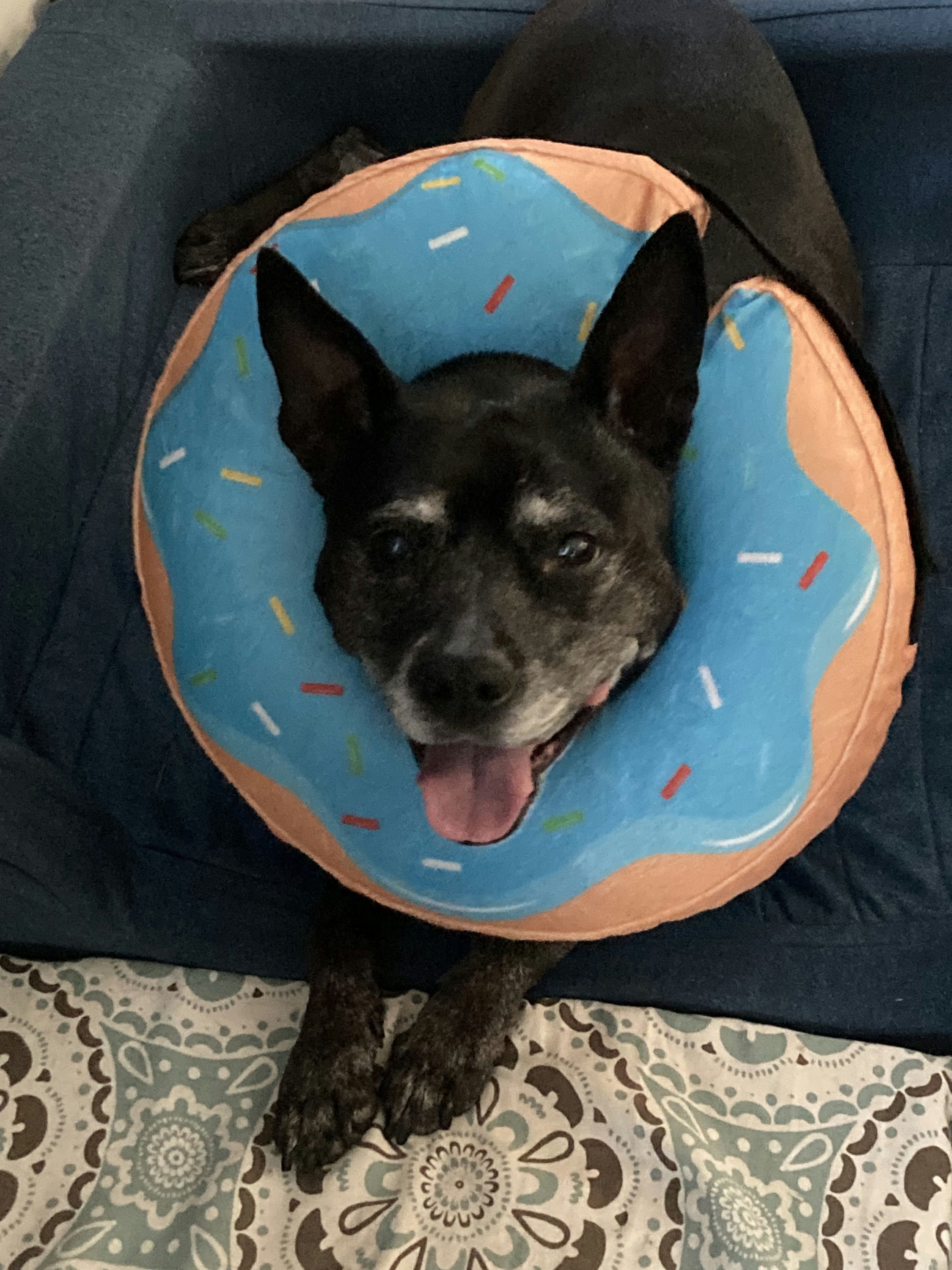 Harper's Dog Otto