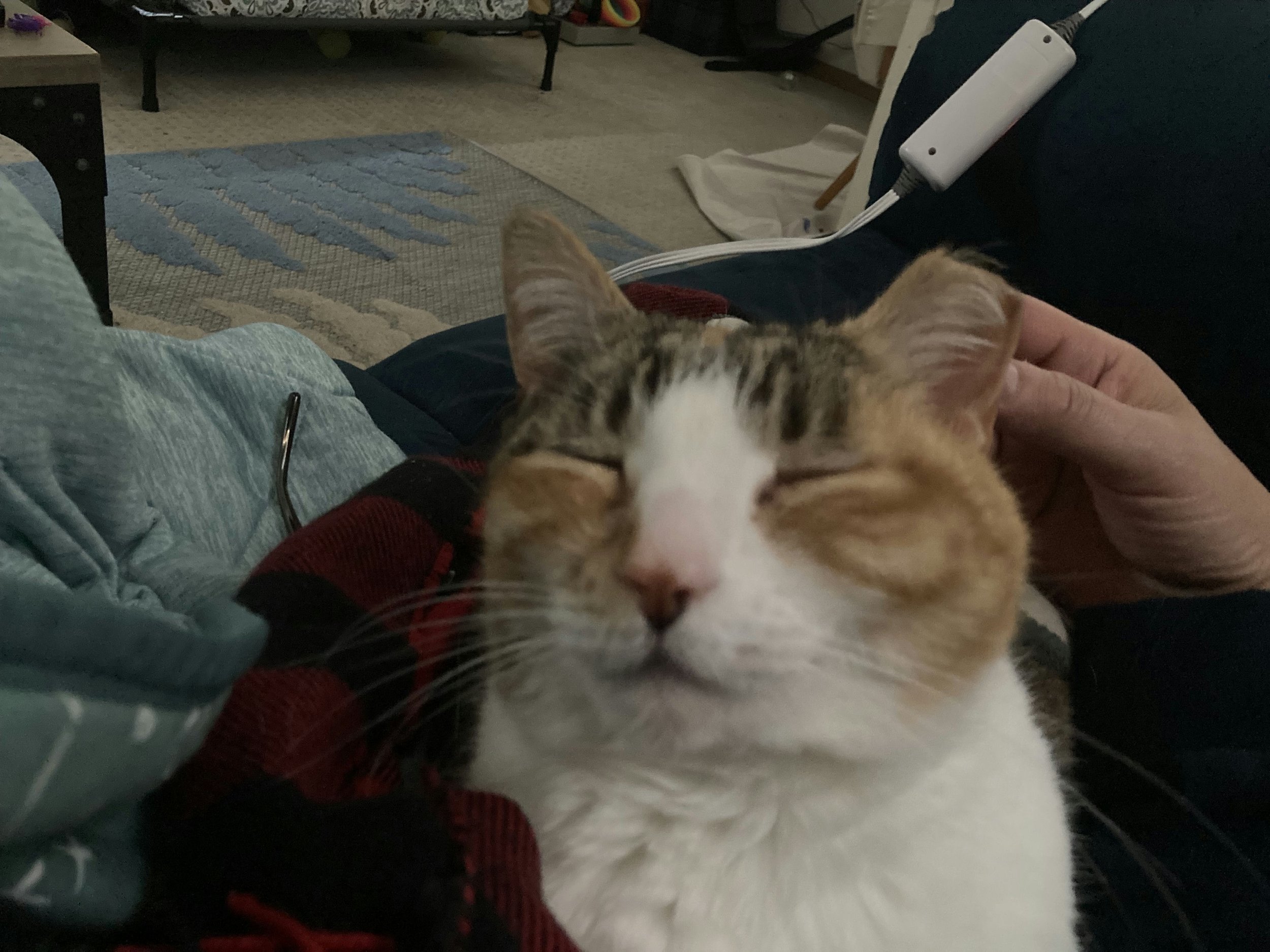 Harper's Cat Meena