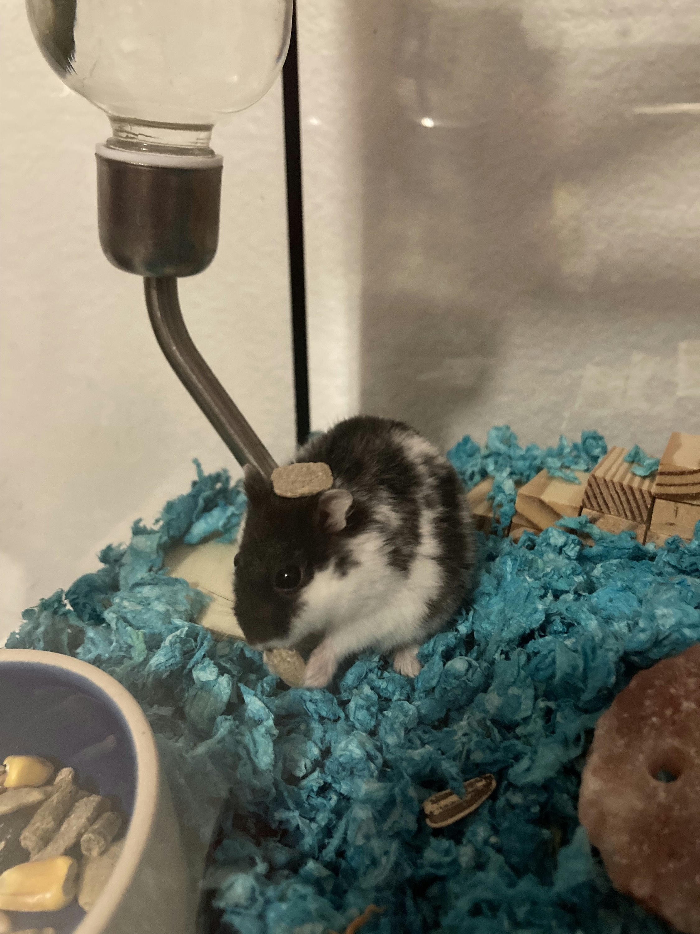 Harper's Hamster Nibbles