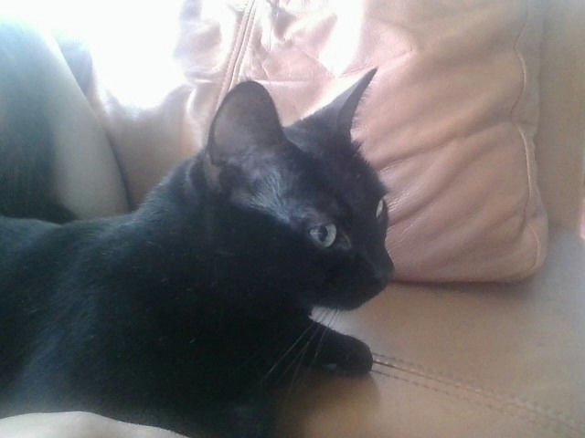 Edie's Cat Stormi