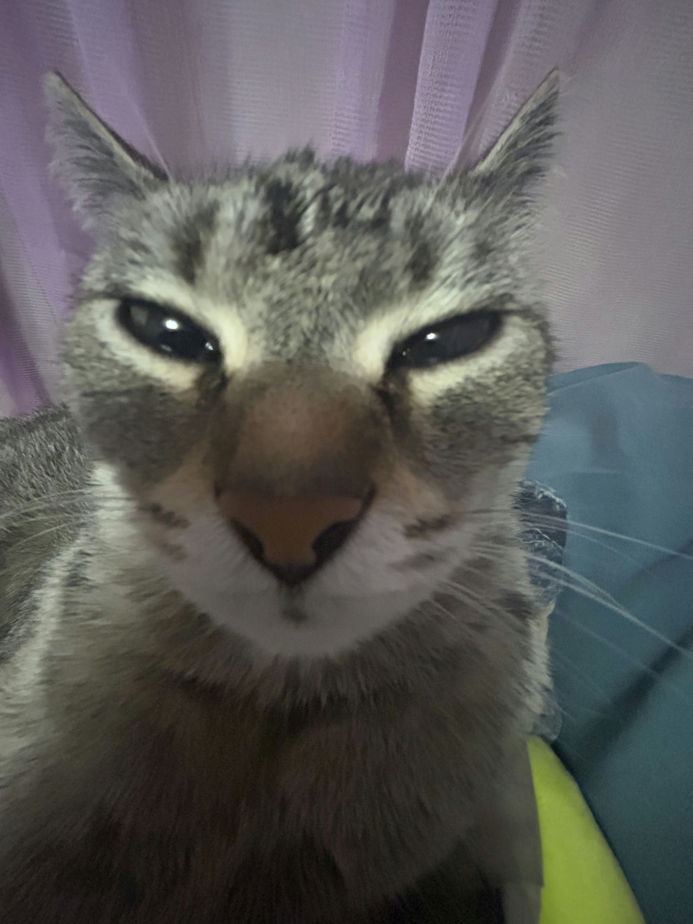 Leila's Cat Pepper