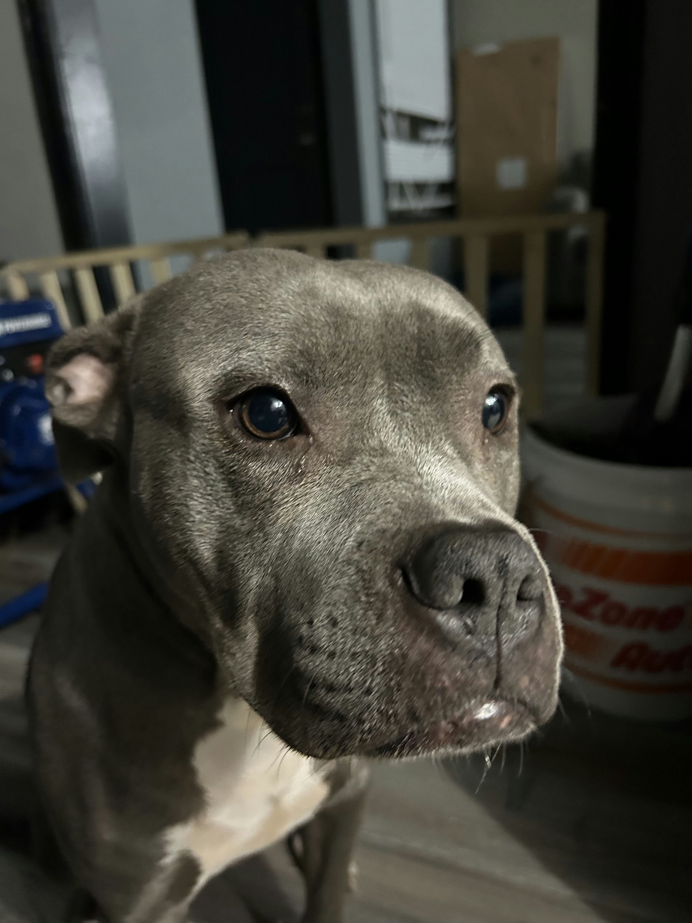 Leila's Dog Misty