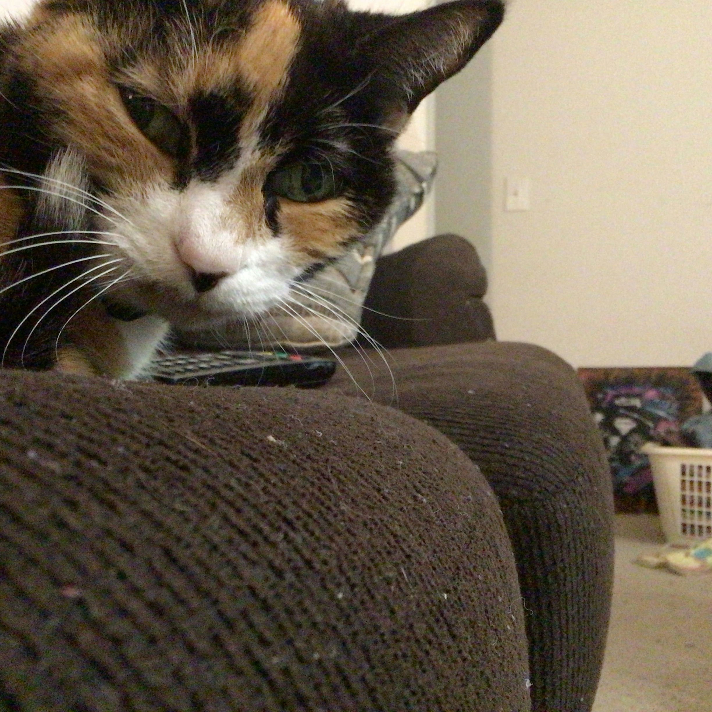 Jadie's Cat Diva
