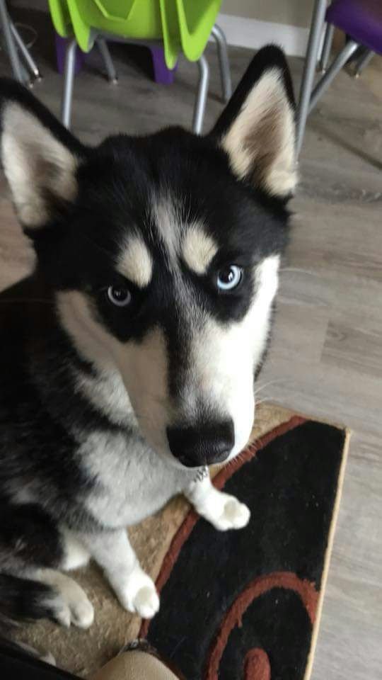 stitchbaybee11's Dog Ellie