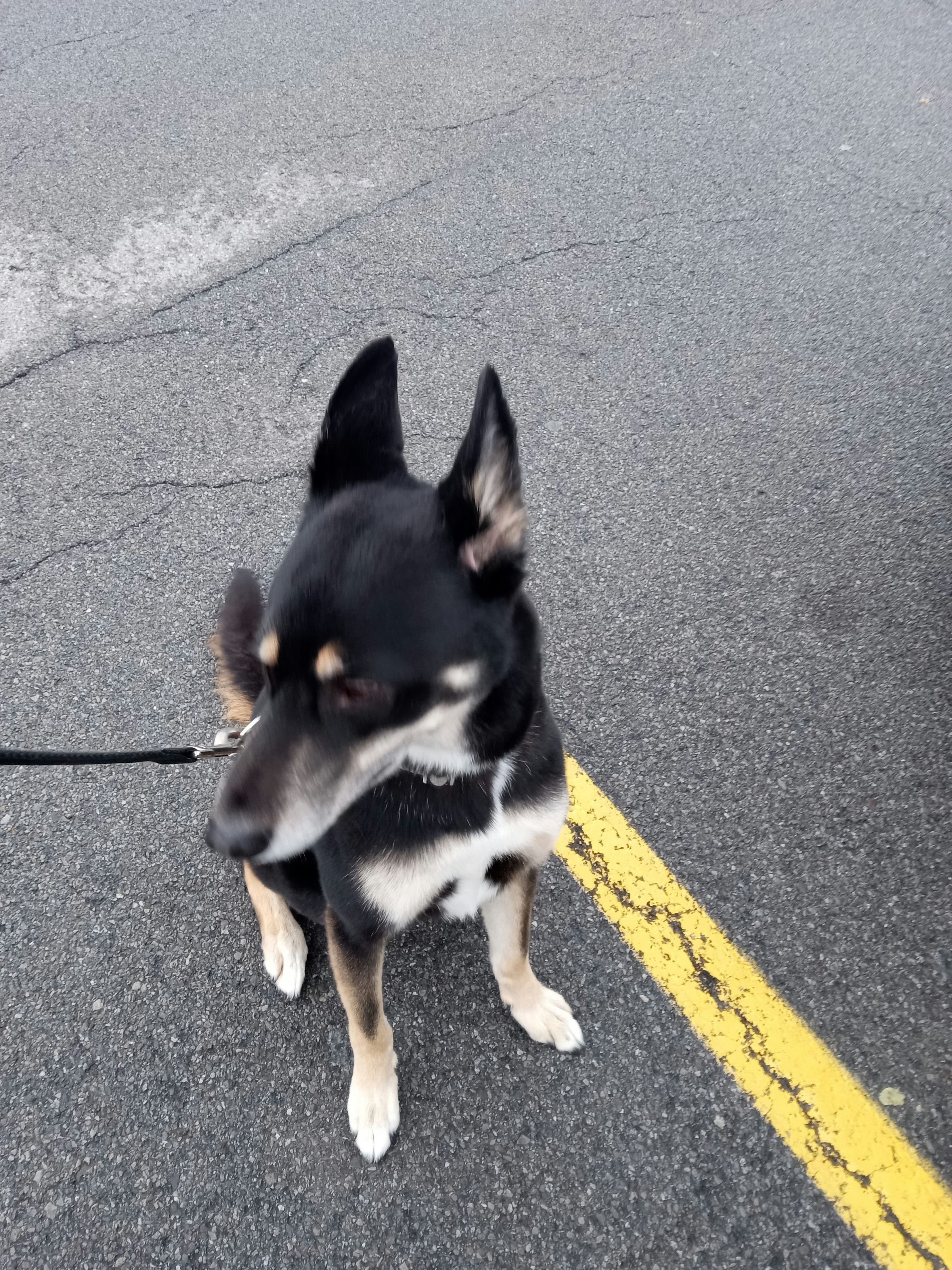 Davea's Dog Osiris