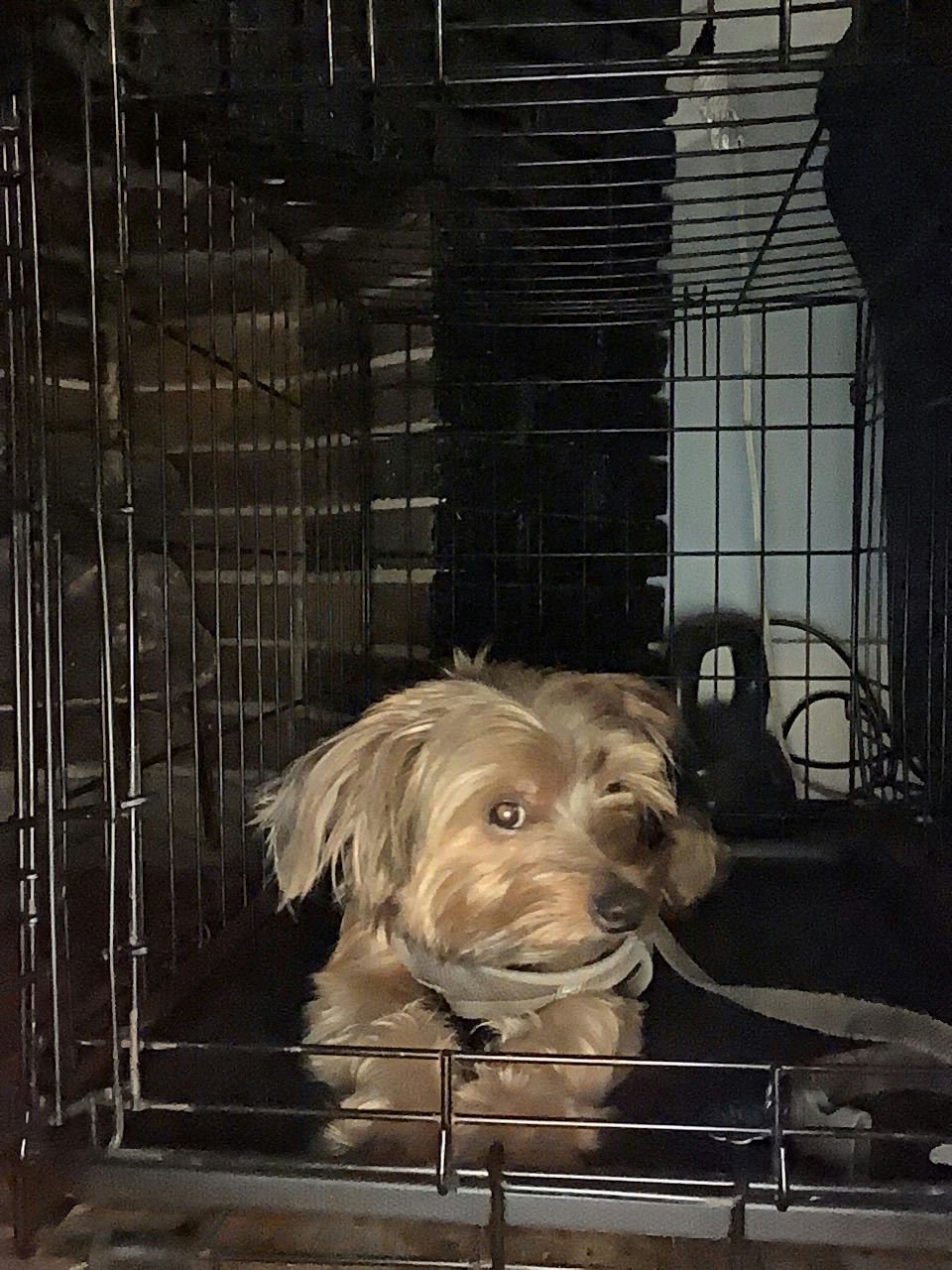 Parker's Dog Shadow