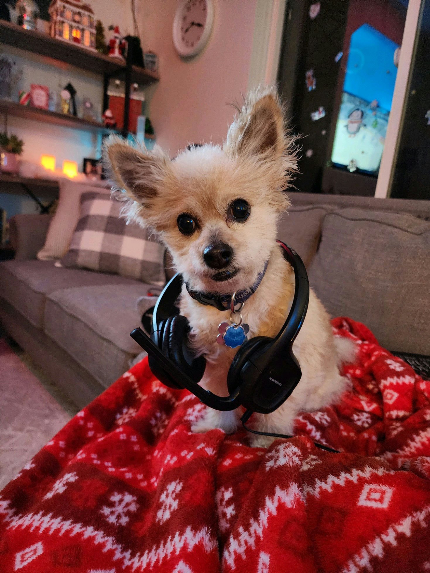 Evelyn's Dog Max
