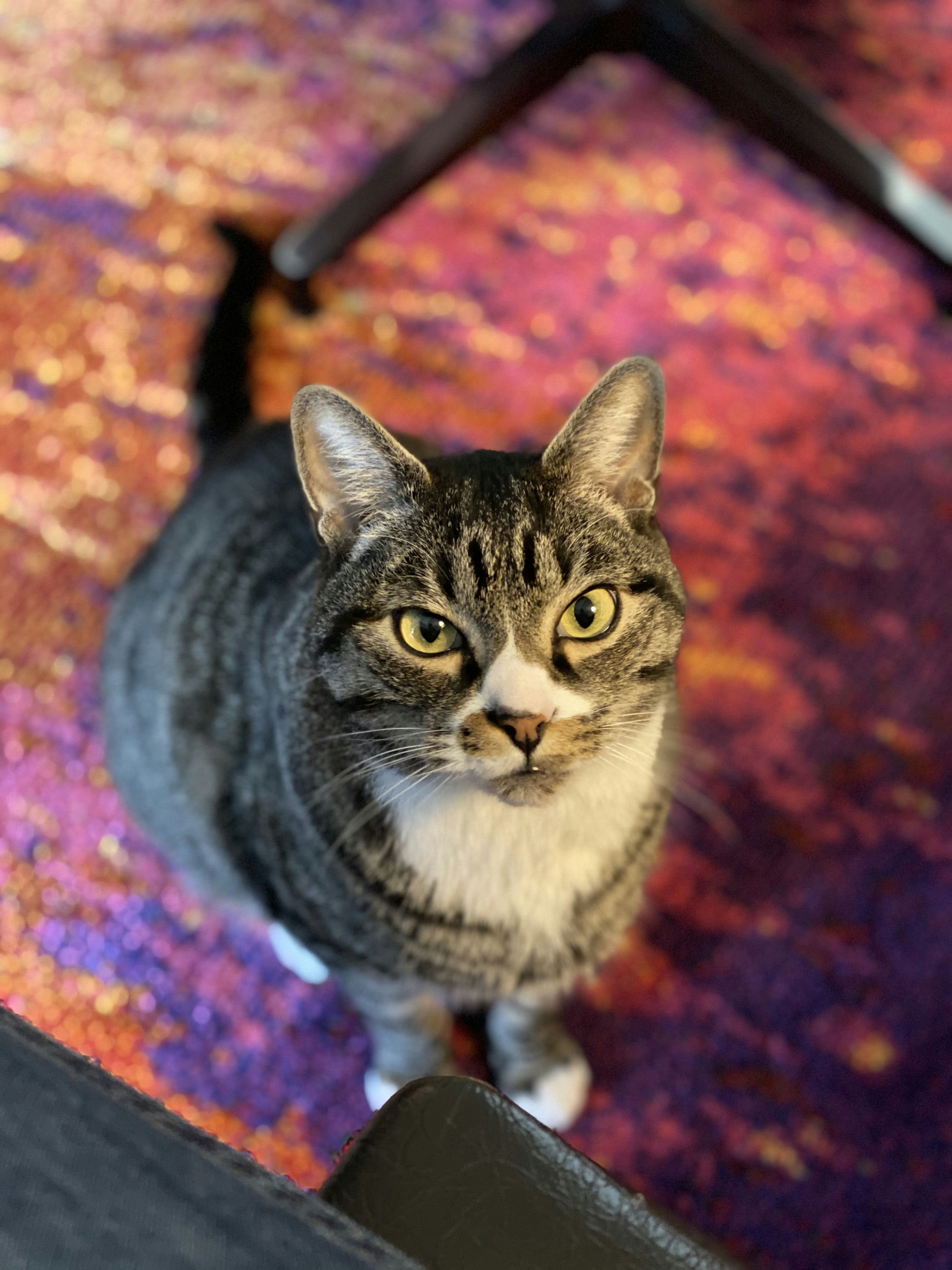 Addy's Cat Sterling
