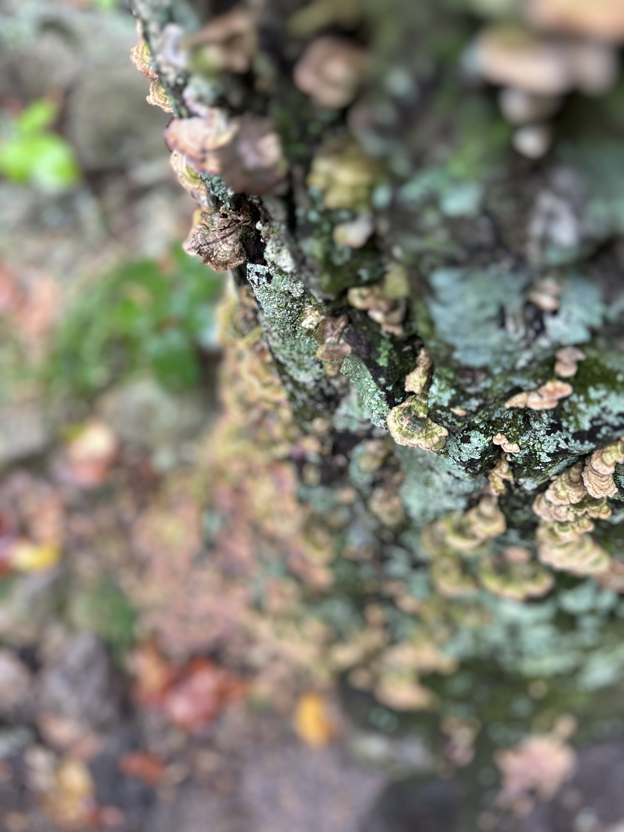 A tree covered in blue-green moss and flat mushrooms in Shenandoah National Park, VA