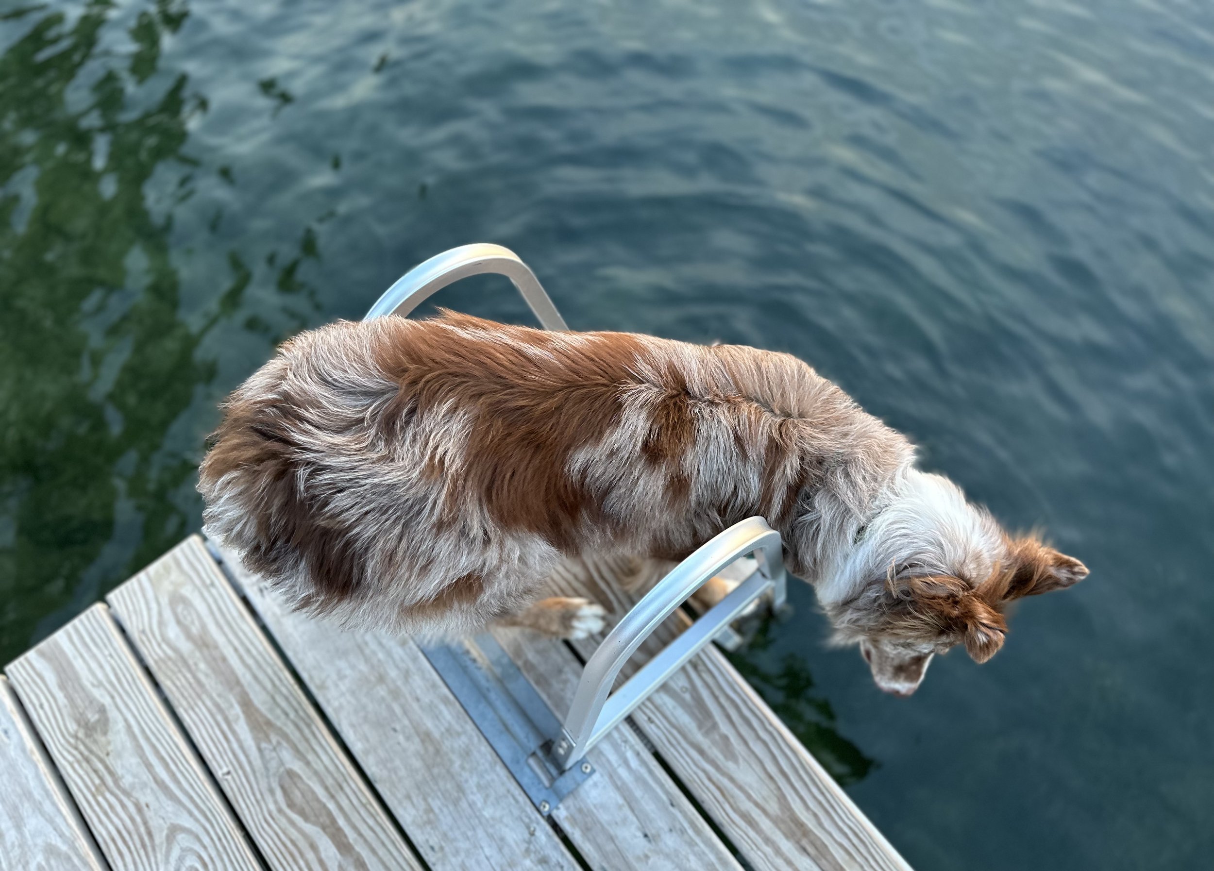 An Australian Shepherd dog standing at the end of a dock, overlooking Keuka Lake in NY