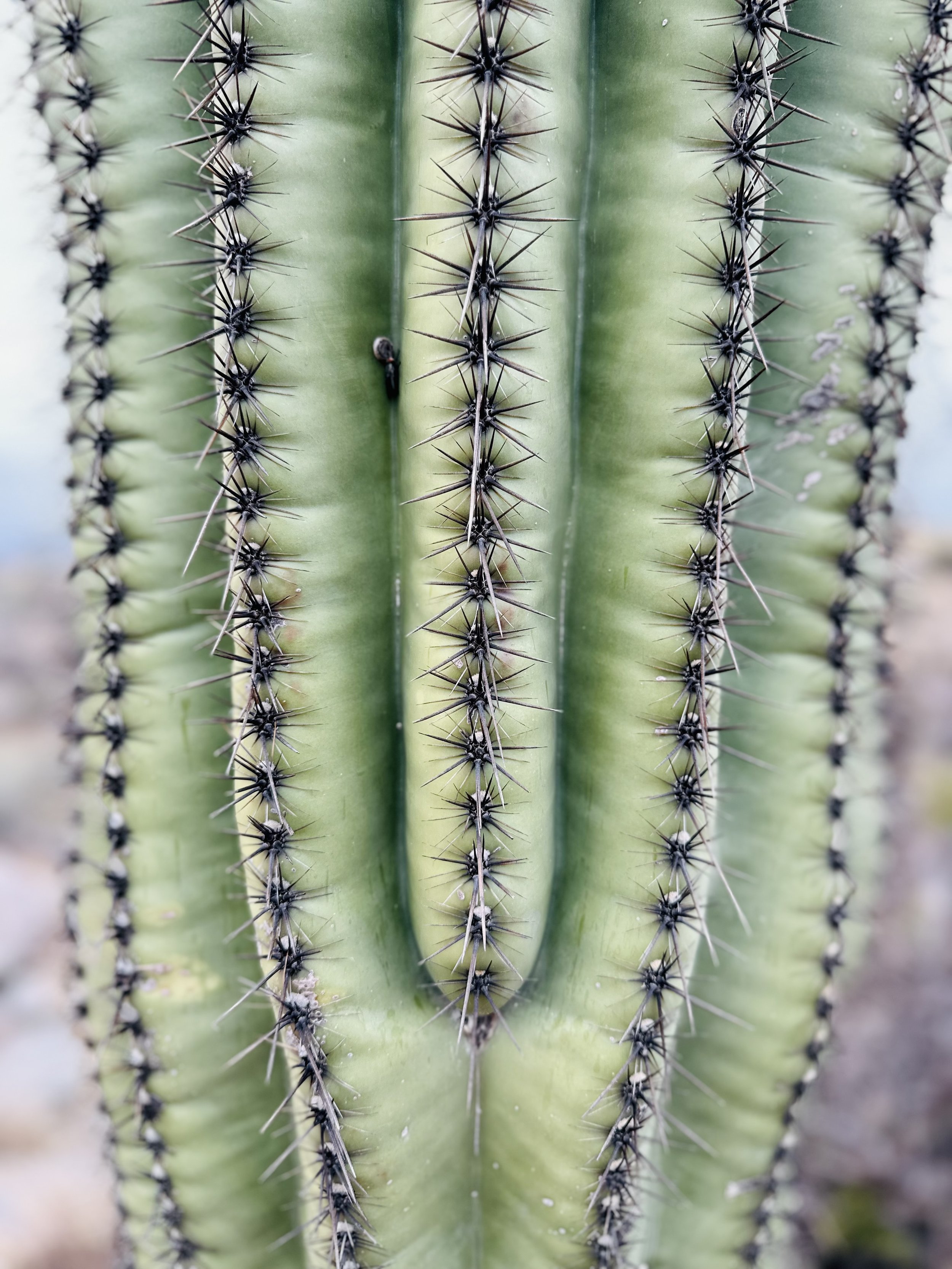 Close-up image of a green, saguaro cactus in Tuscon, AZ