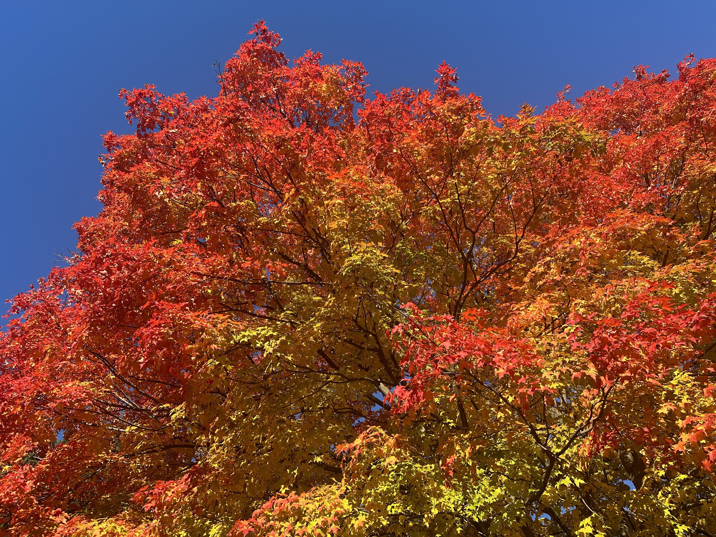 A tree canopy with red and gold fall leaves in Madison, WI