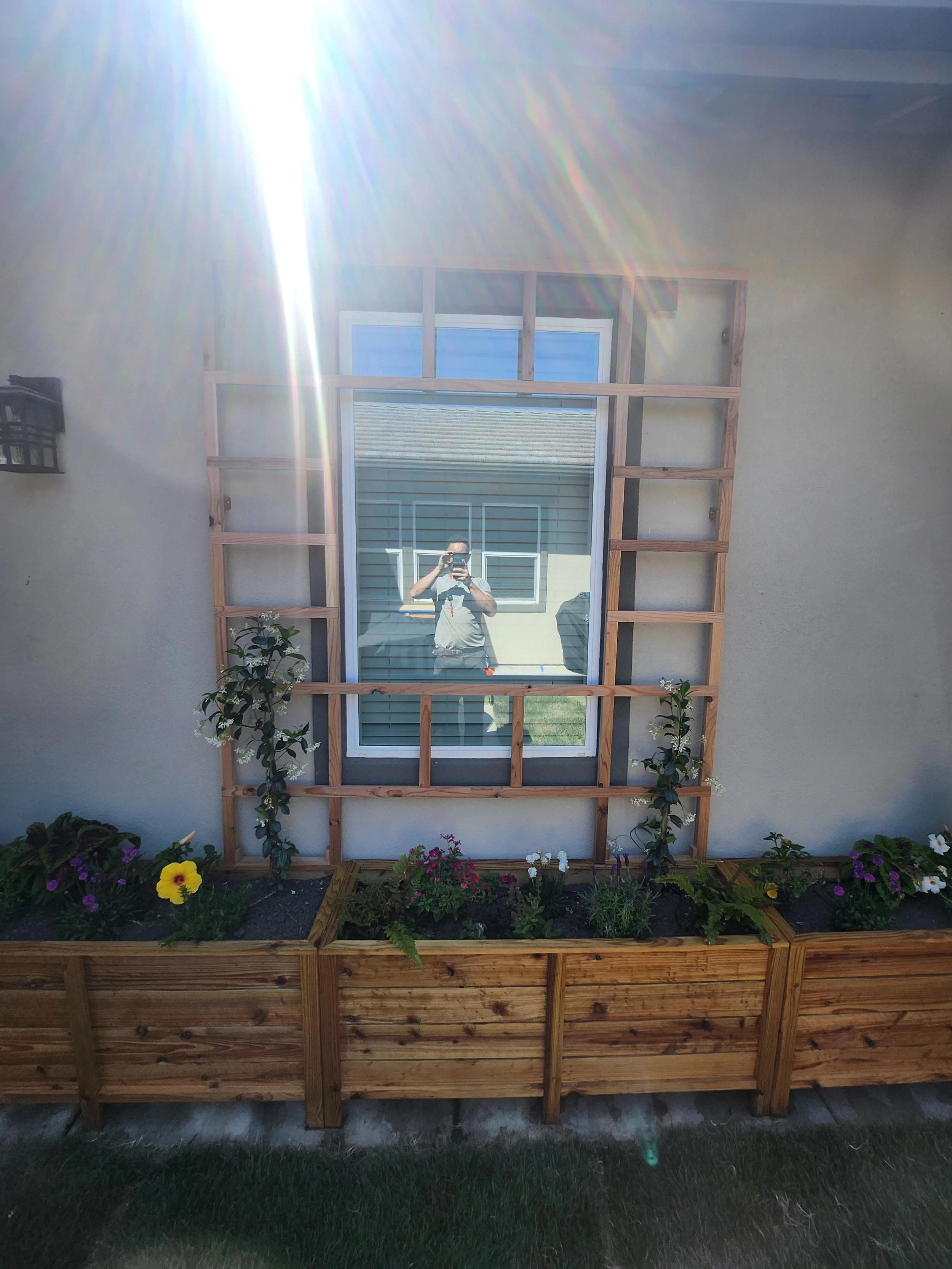 Japanese cedar trellis 