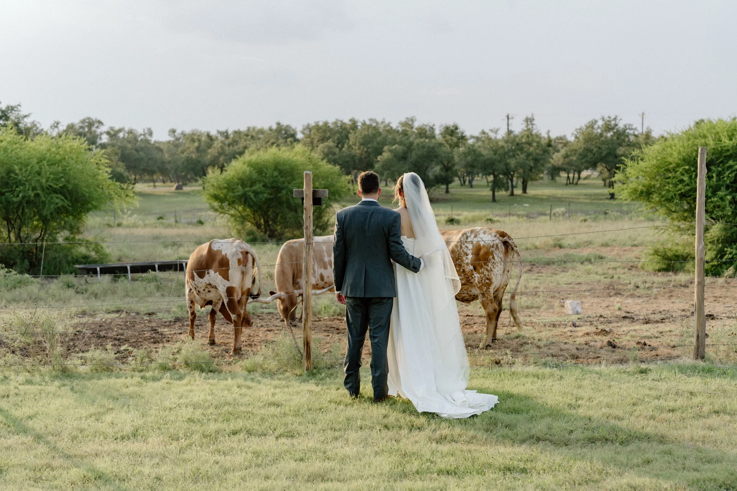 Bride and groom at The Addison Grove wedding look at the farm animals