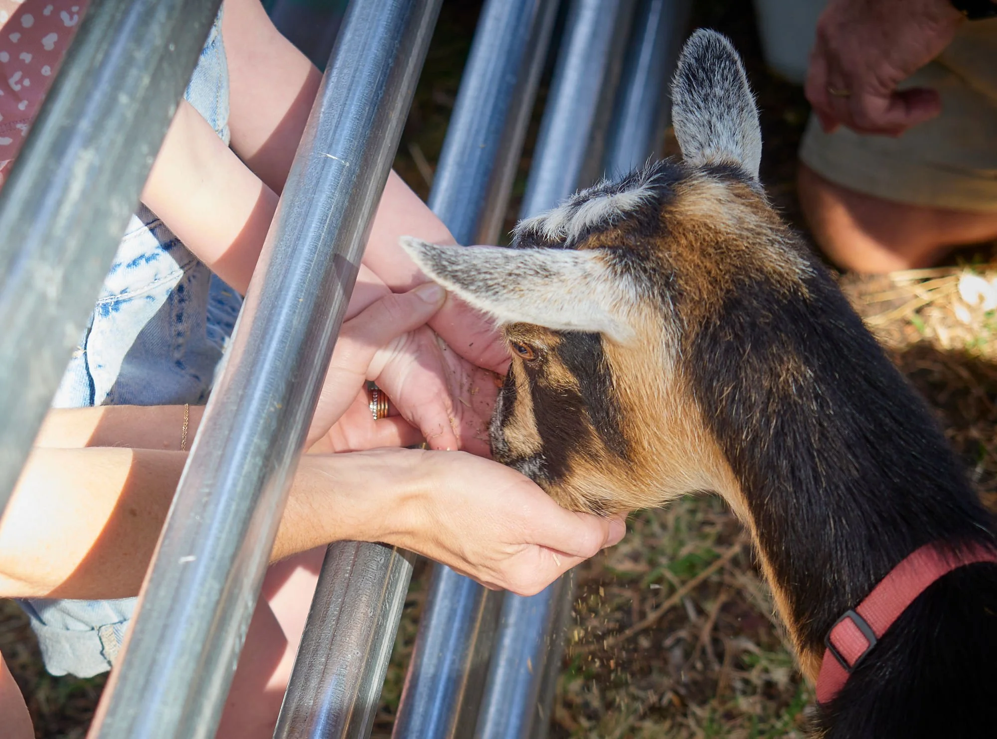 Miniature Goats Australia