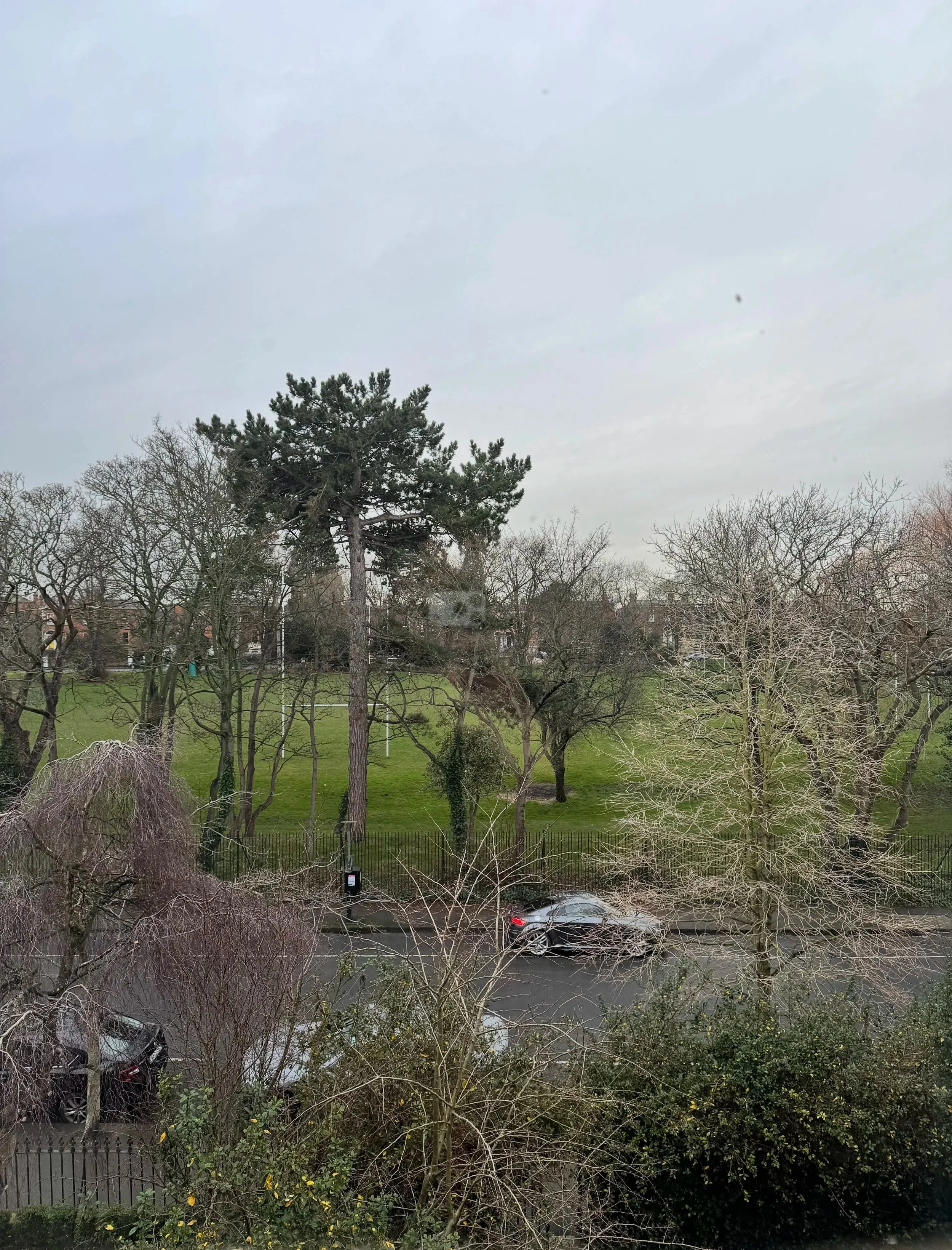 View of a park with leafless trees, a large evergreen tree, a grassy area, and a road with parked cars on a cloudy day.