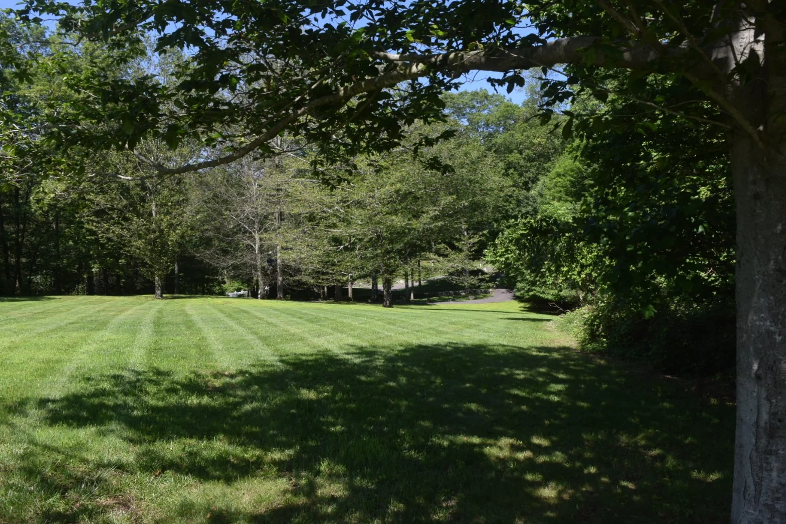 A lush green lawn with trees casting shadows, surrounded by more trees, in a park or backyard on a sunny day.