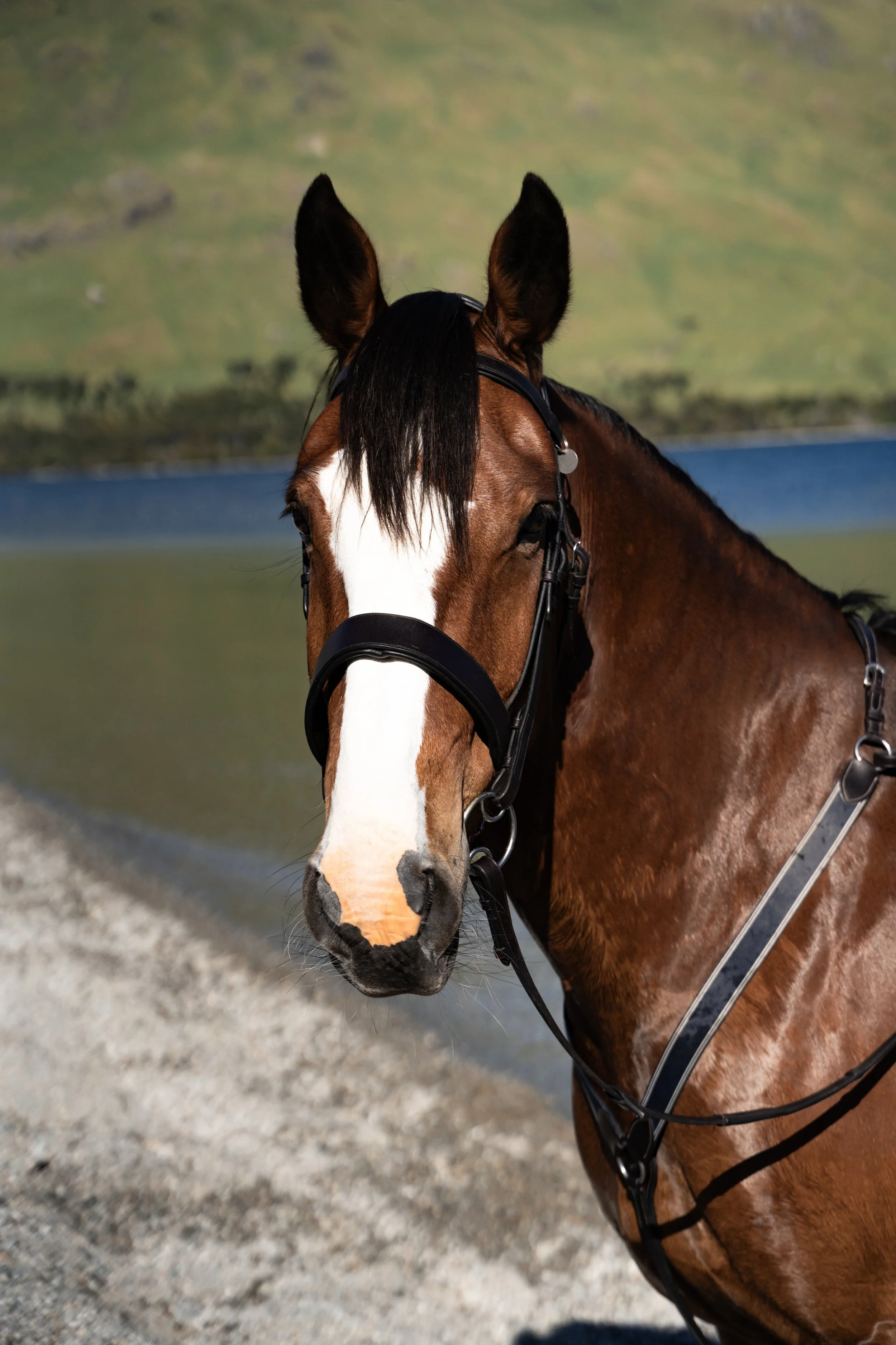 Harry - Solid bay with white blaze