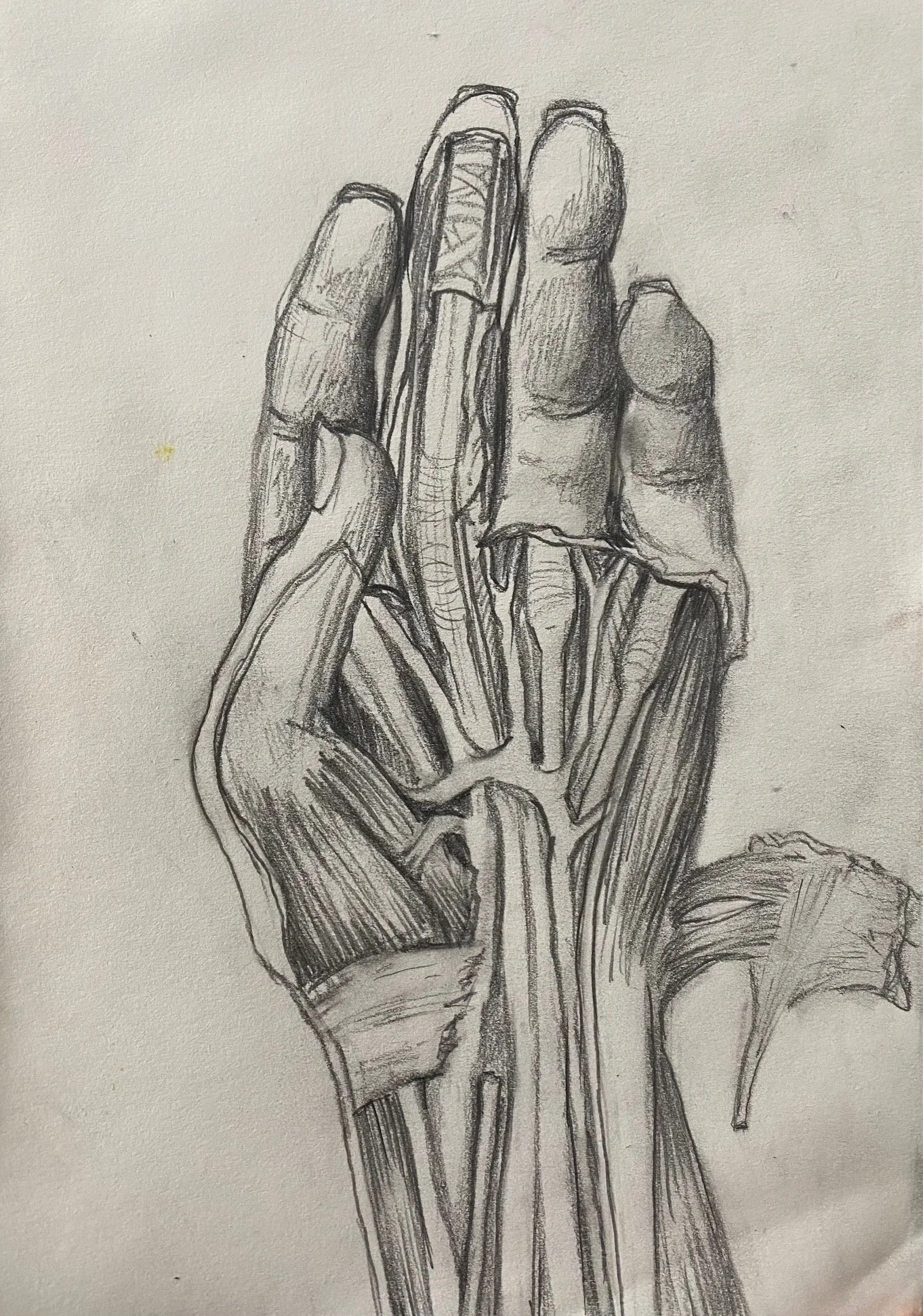 Left Hand, graphite on paper, 2024