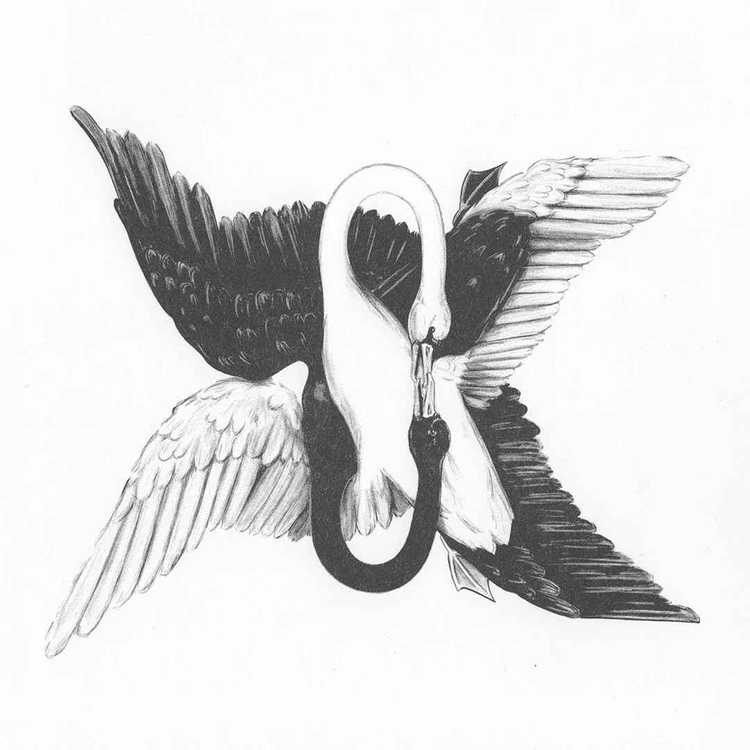 Swan 