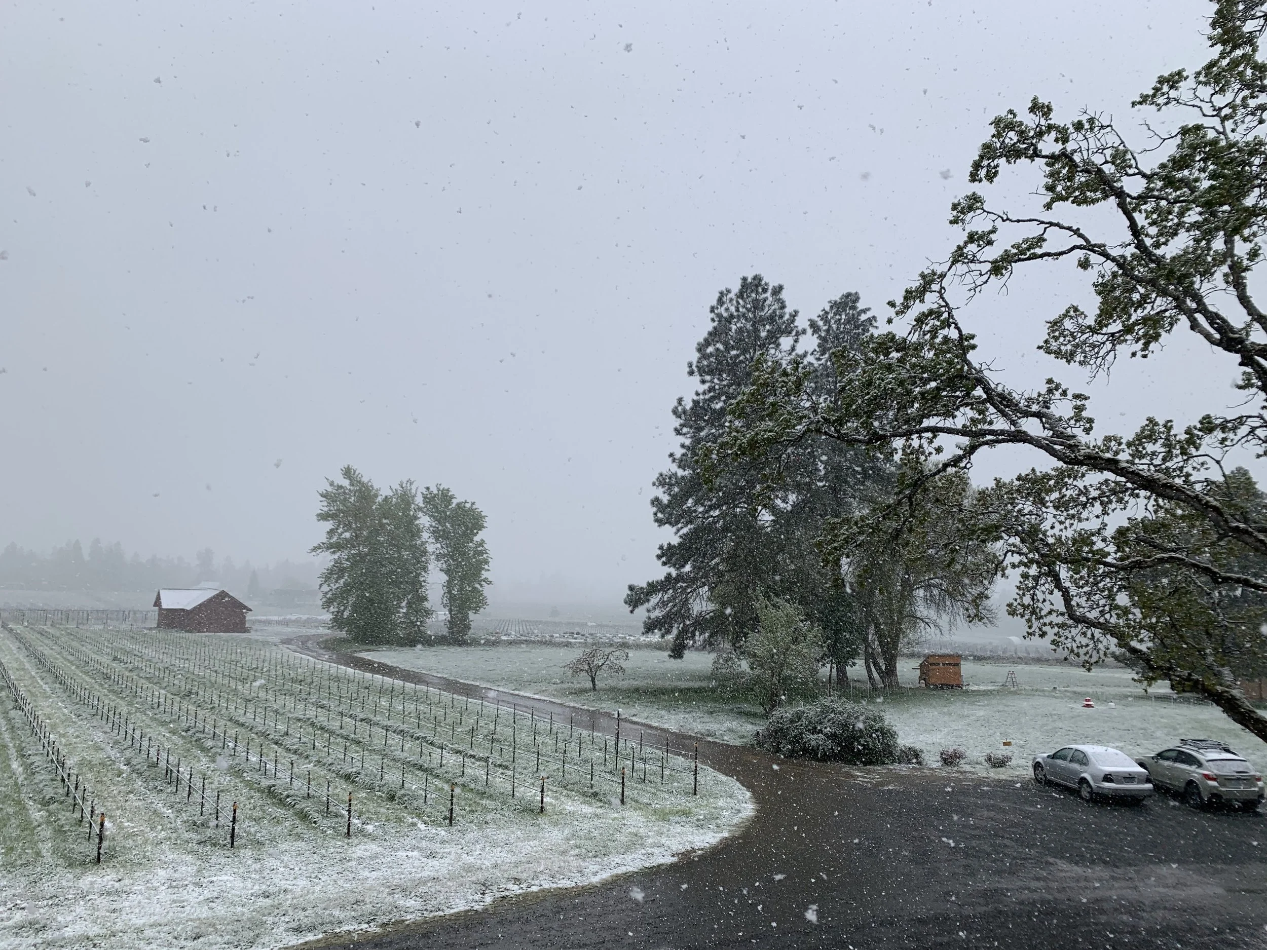 Snow-covered vineyards in Southern Oregon showcasing the diversity of the Rogue Valley