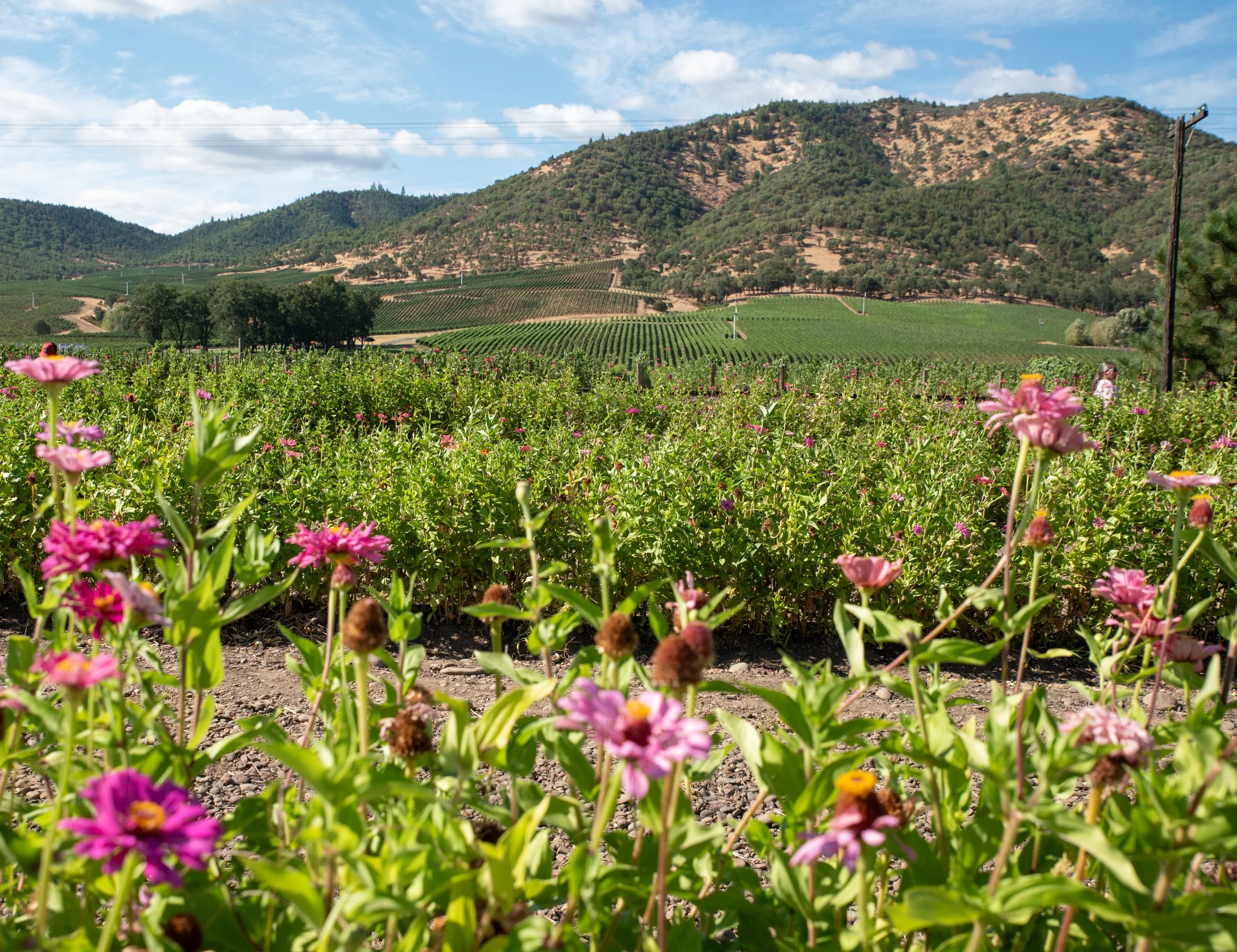 Scenic vineyard landscape in the Rogue Valley near Medford and Ashland