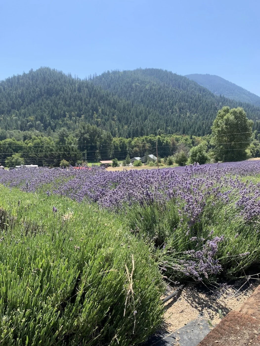 Landscape view of a lavender farm in the foreground and pine-covered hills in the background, one of our favorite things to do in Southern Oregon.