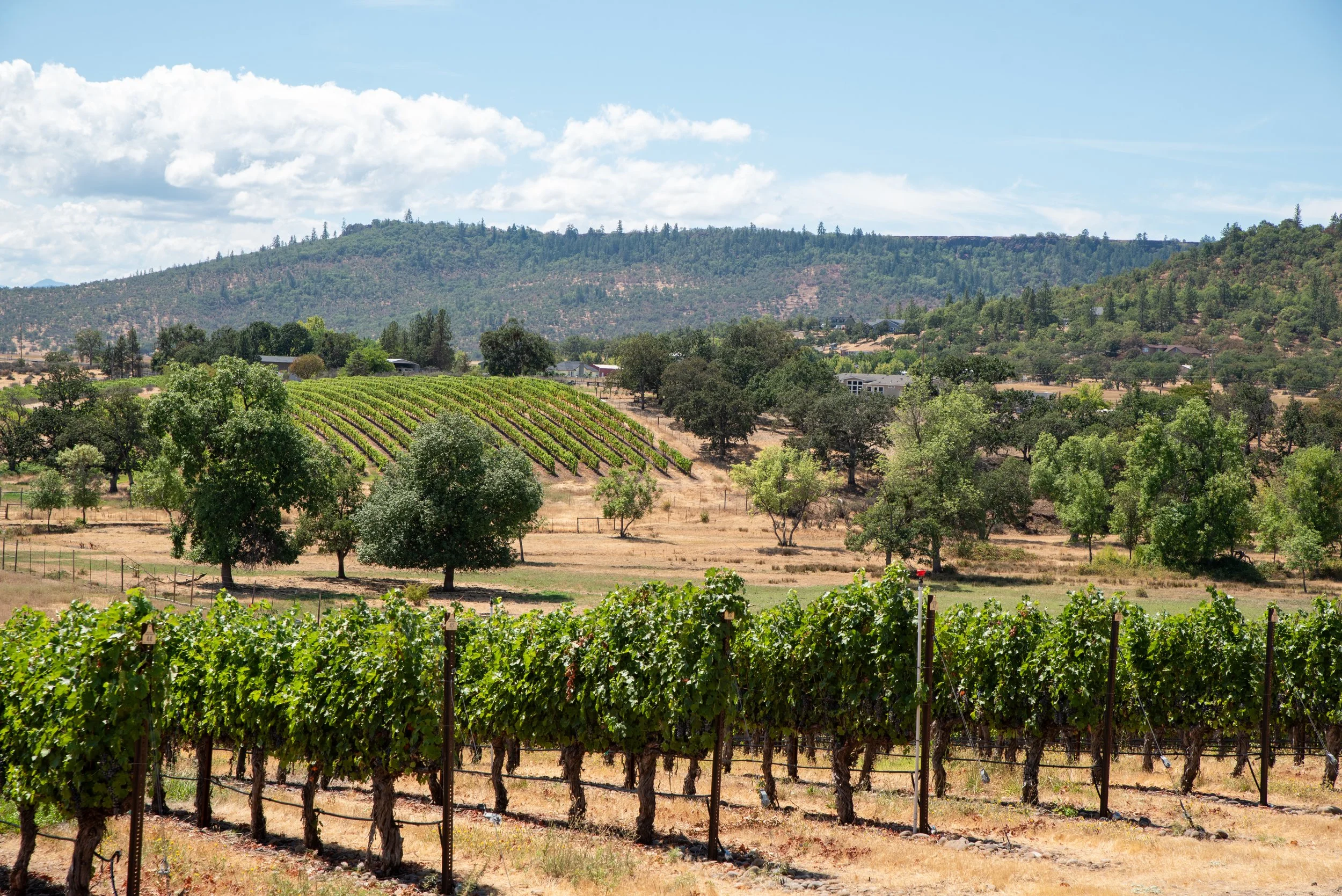Rolling vineyards in the Rogue Valley, part of Southern Oregon wine country