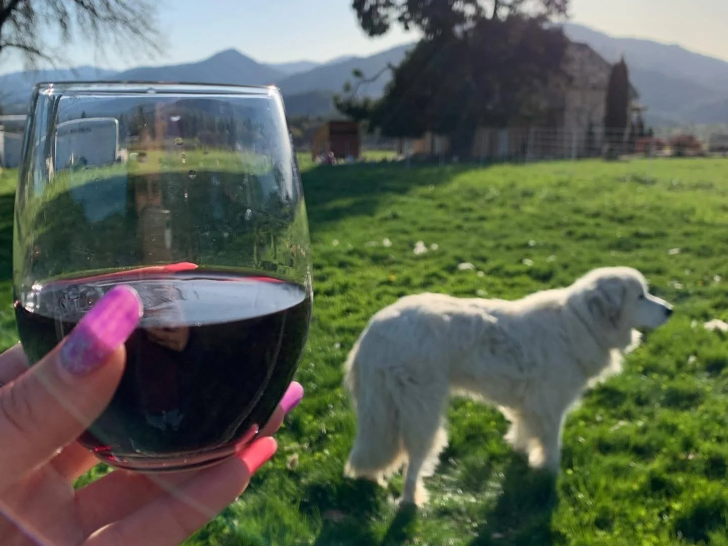 A glass of wine in the foreground with a dog in the background on the Applegate Valley wine trail