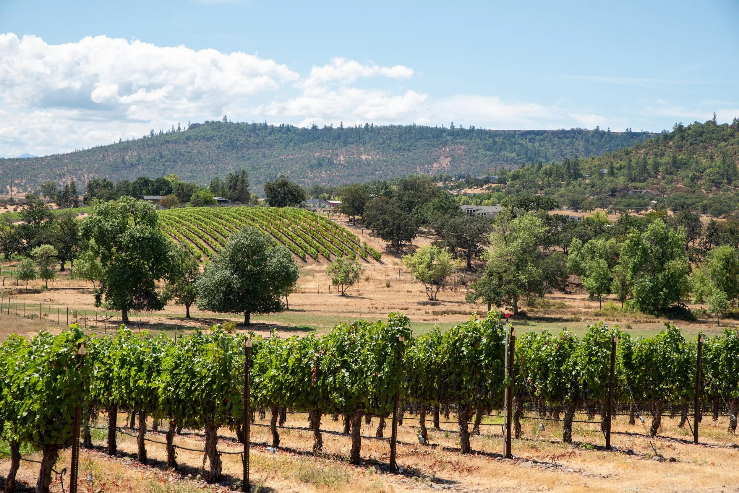 Landscape shot of a vineyard with a hill in the background in the Rogue Valley.