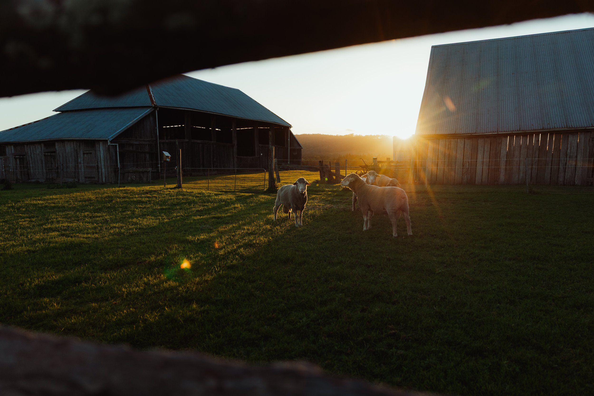 Sunset over a farm with two barns, green grass, and a few sheep near a fence.