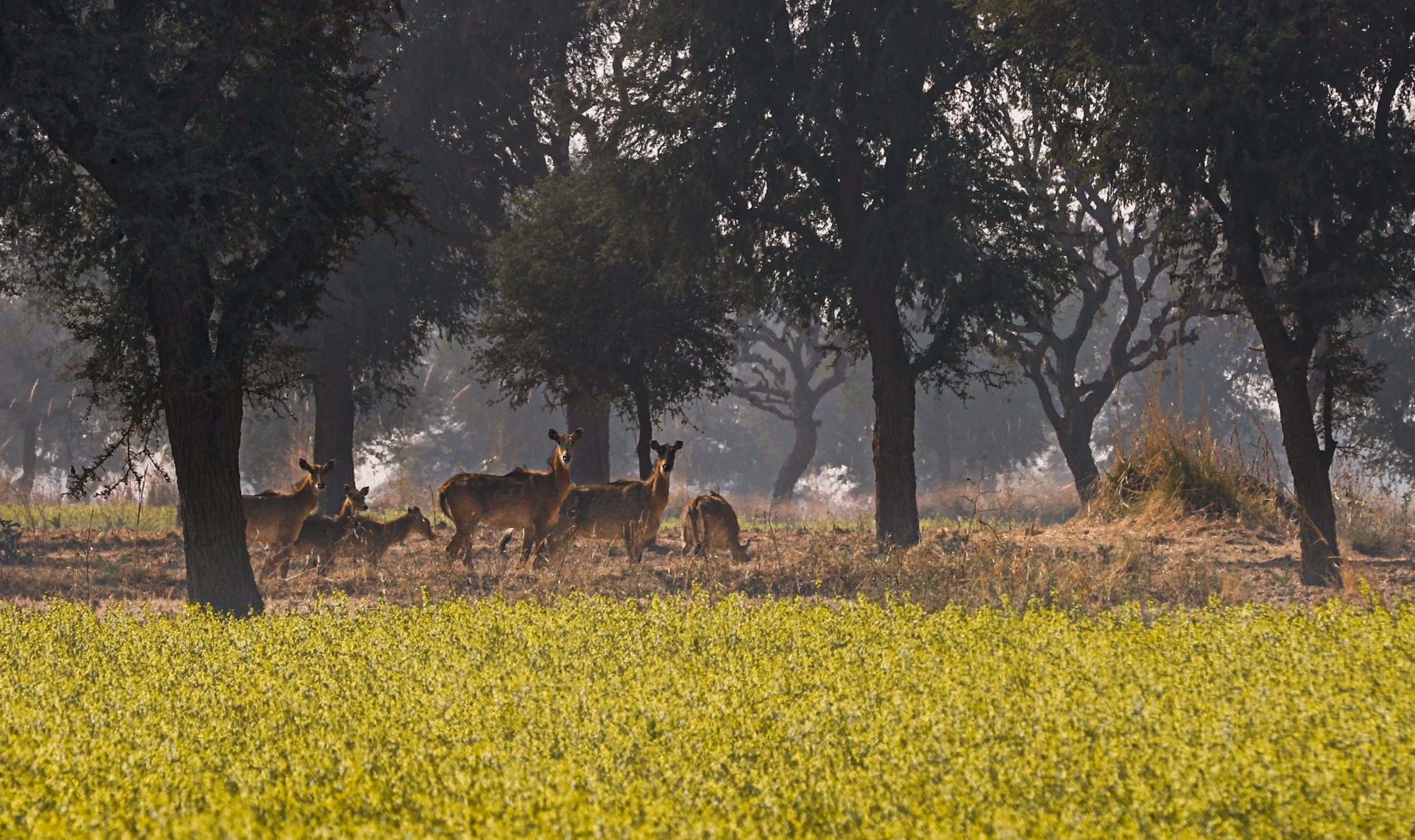 Dhun Jaipur