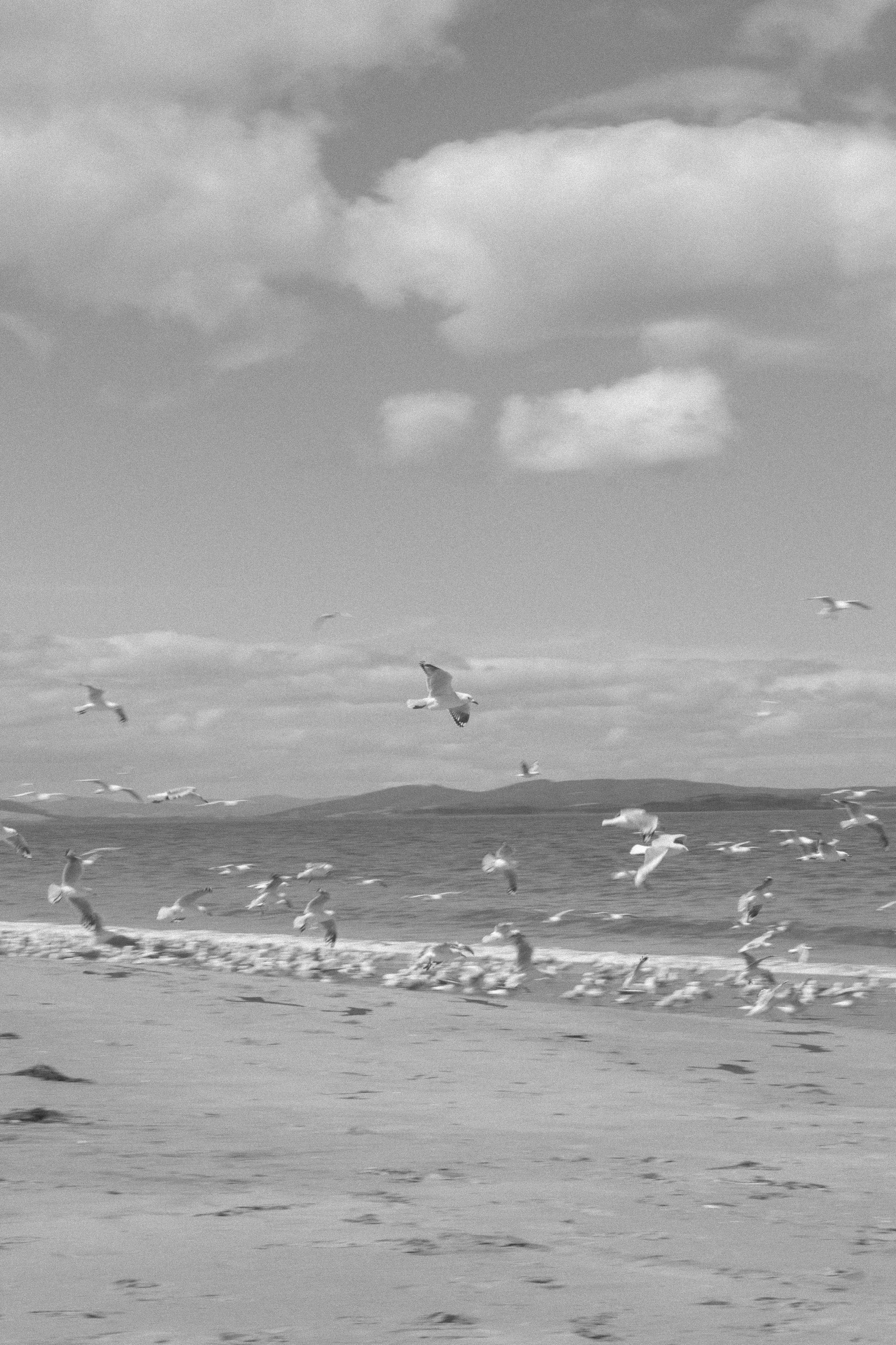 Seagulls flying over a beach with the ocean and hills in the background in black and white