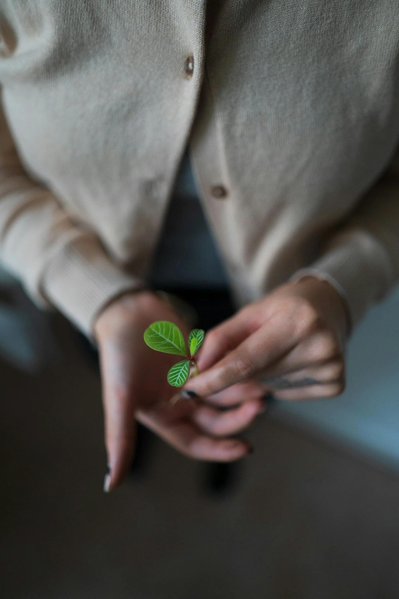 Person holding a small green plant with three leaves, wearing a beige cardigan and black nail polish.